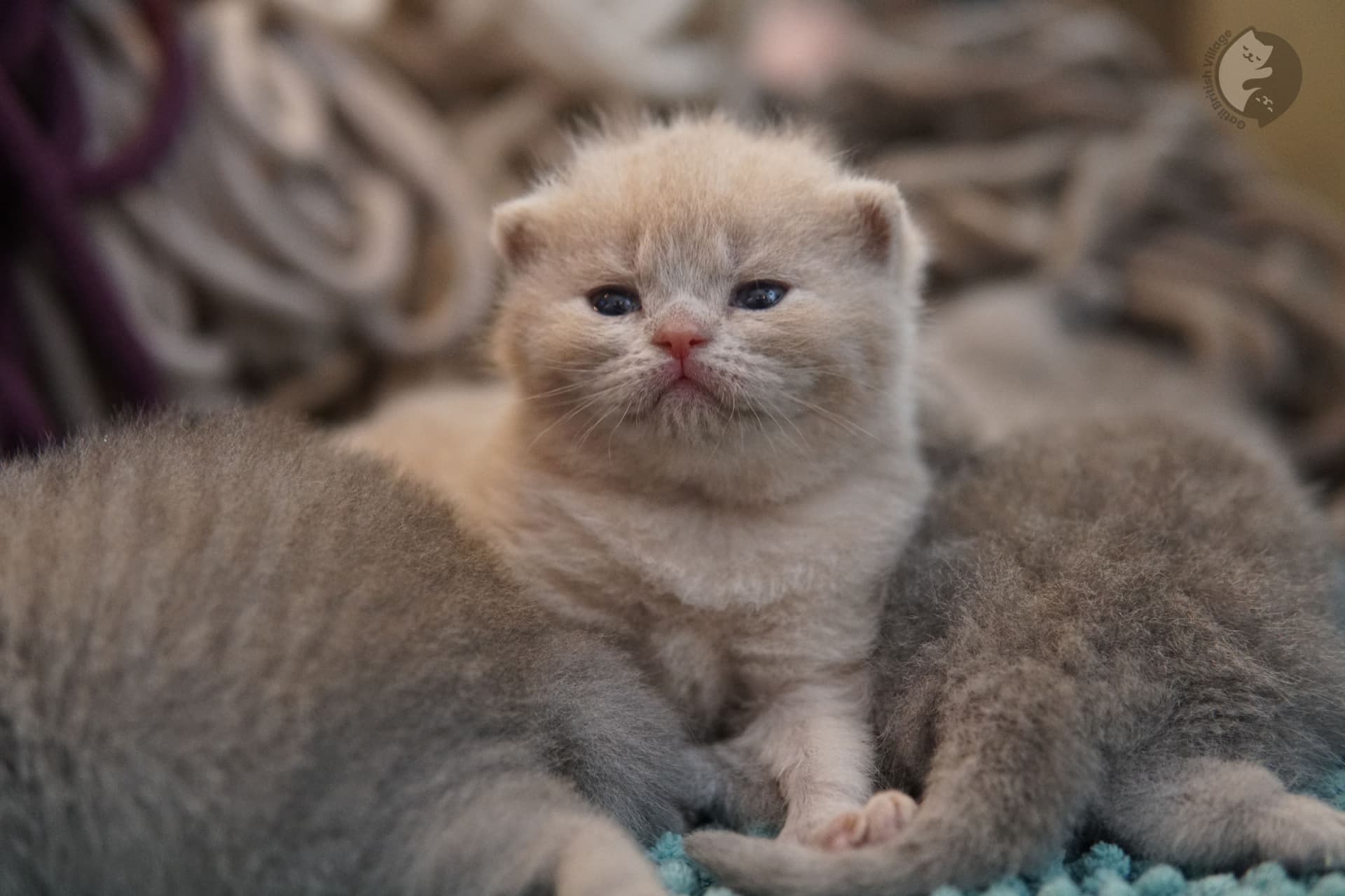 Blue Shorthair de perfil