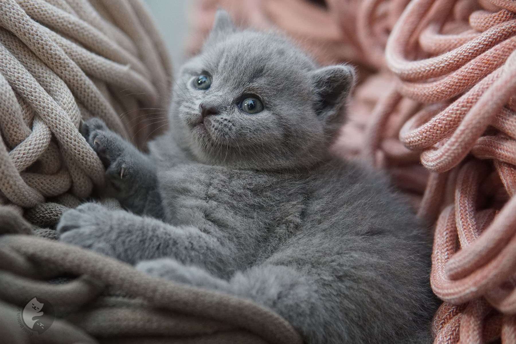 Gatinho posando com elegância