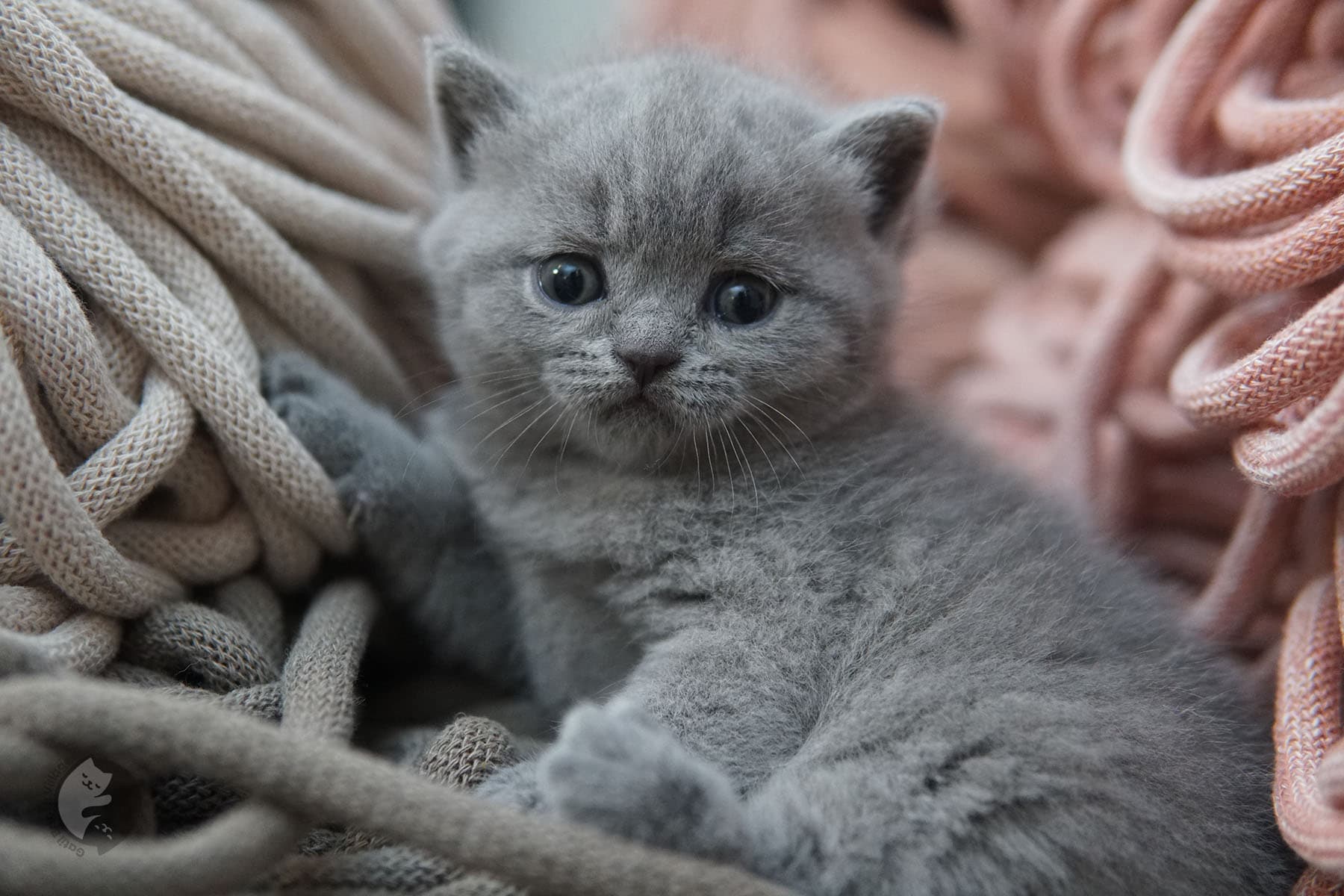 Gatinho elegante sentado