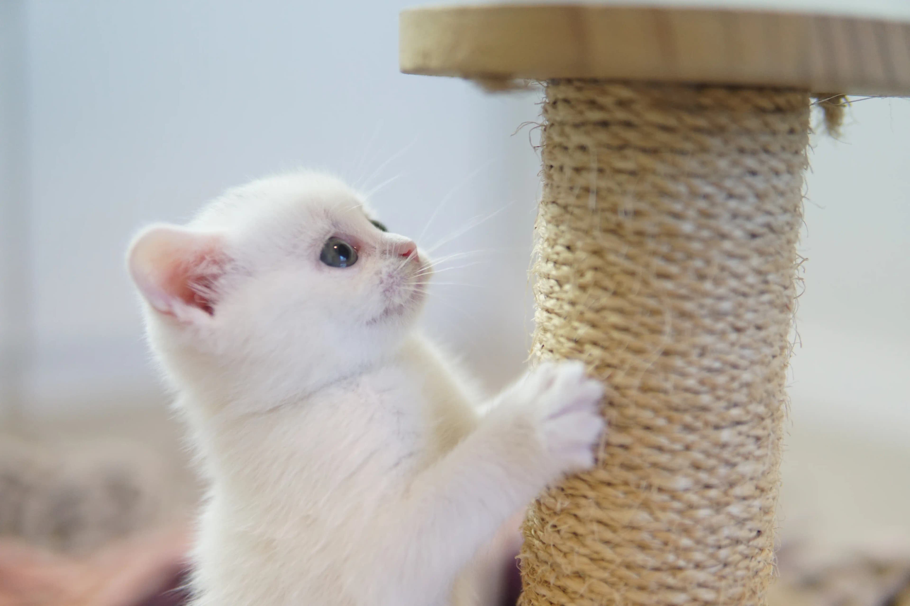Foto 4 do gato Khloe