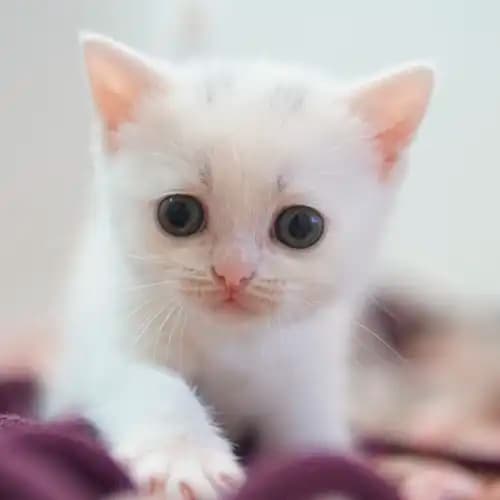 Filhote Khloe, gato Branco