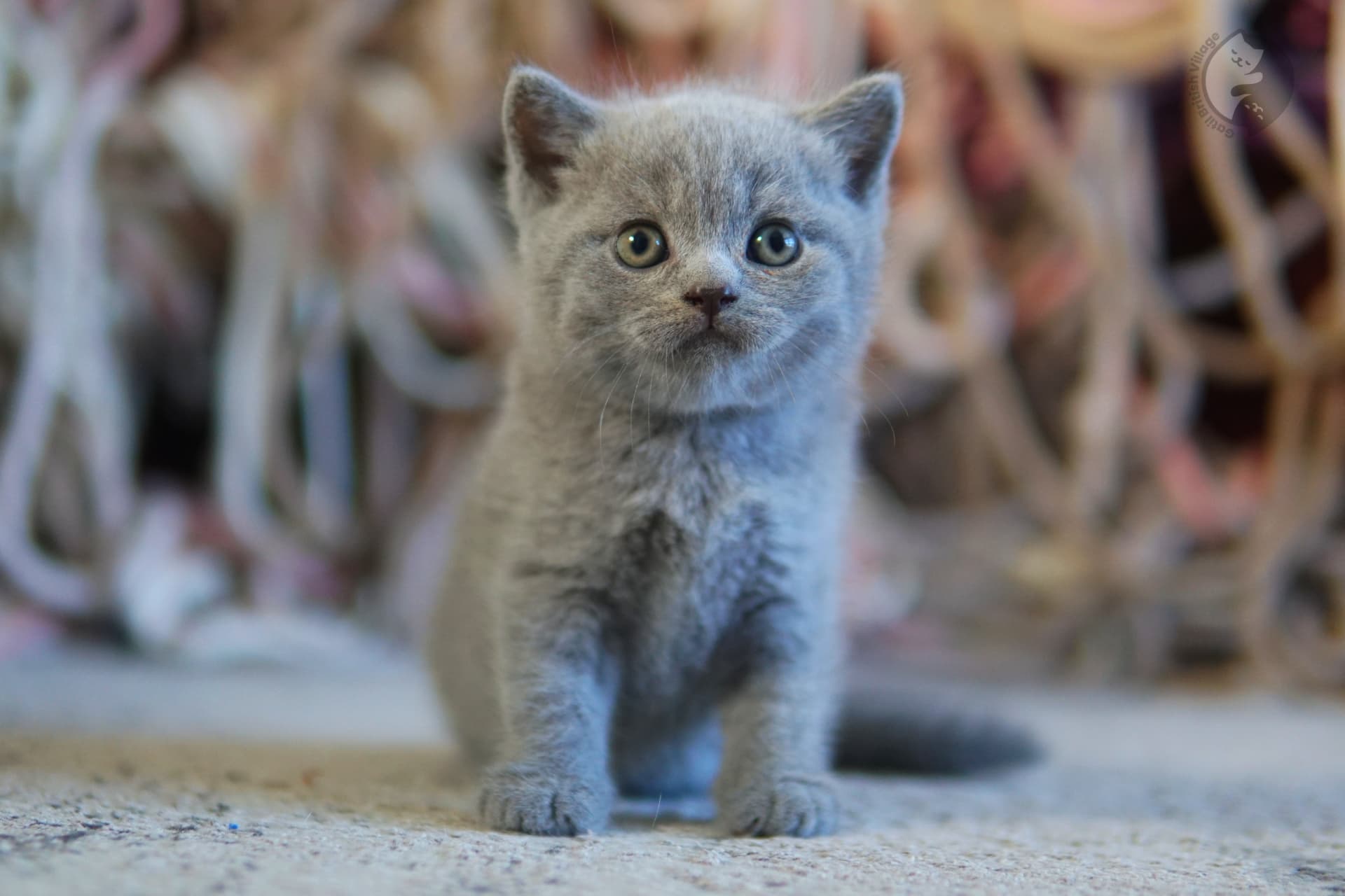 Gatinho caminhando sob coberta cinza