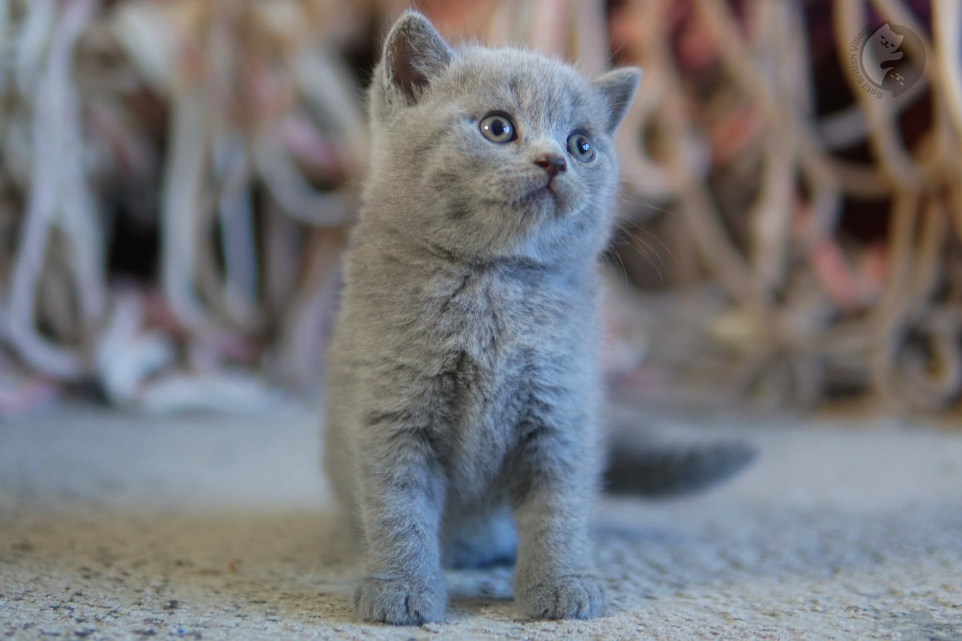 Gatinho explorando o ambiente