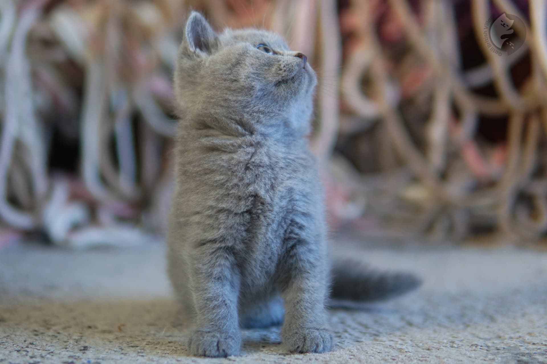 Gatinho tocando manta com a pata