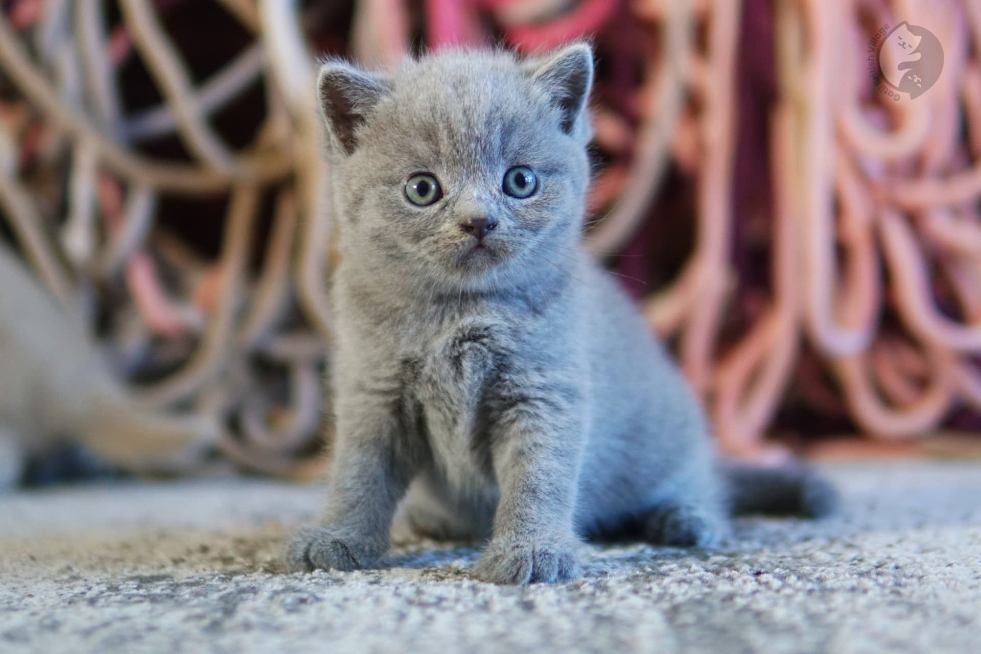 Gatinho atento com olhos grandes