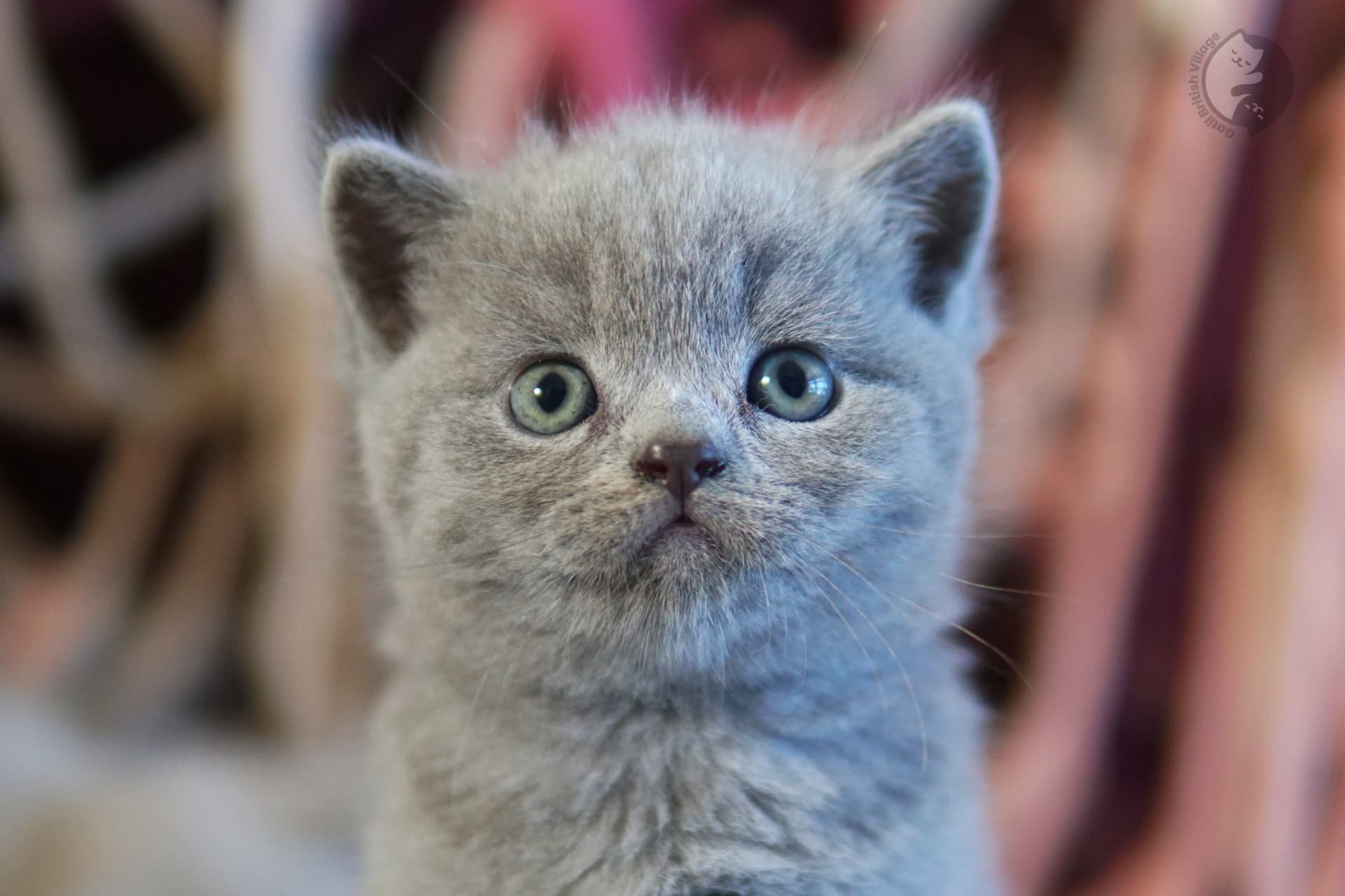 Gatinho olhando para cima