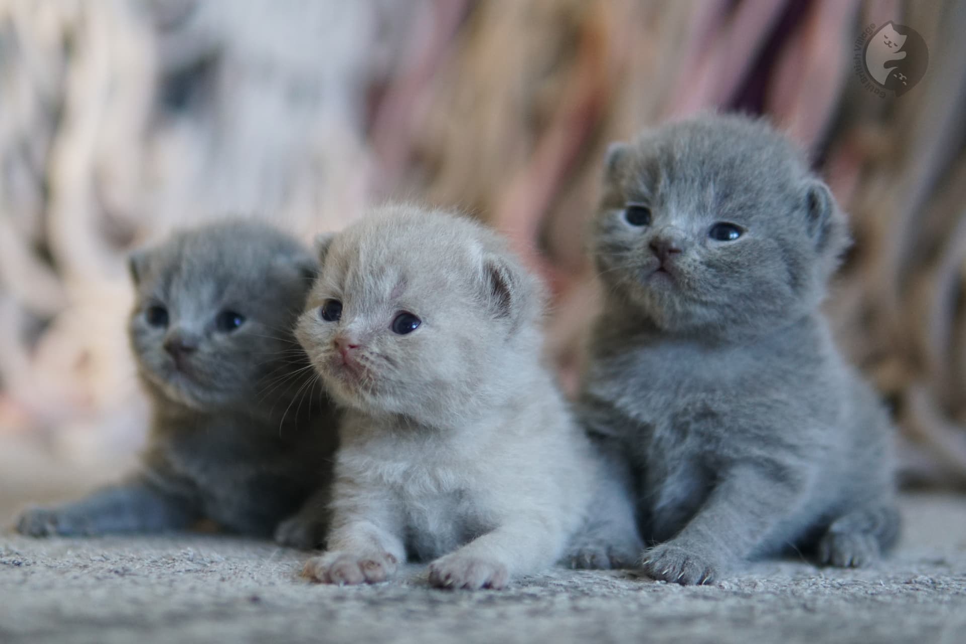 Gatinho explorando almofadas