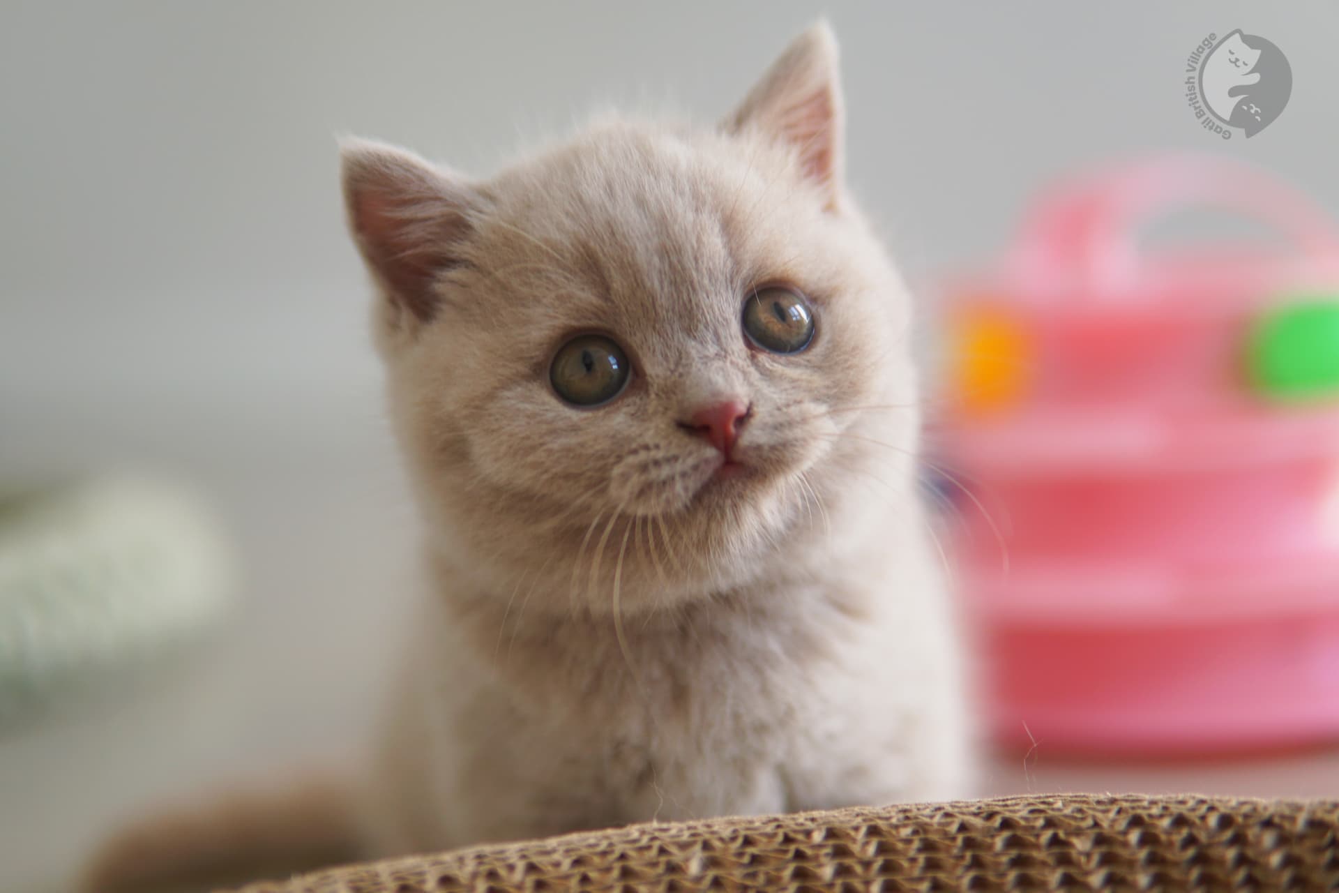 Filhote British Shorthair blue explorando - foto 1