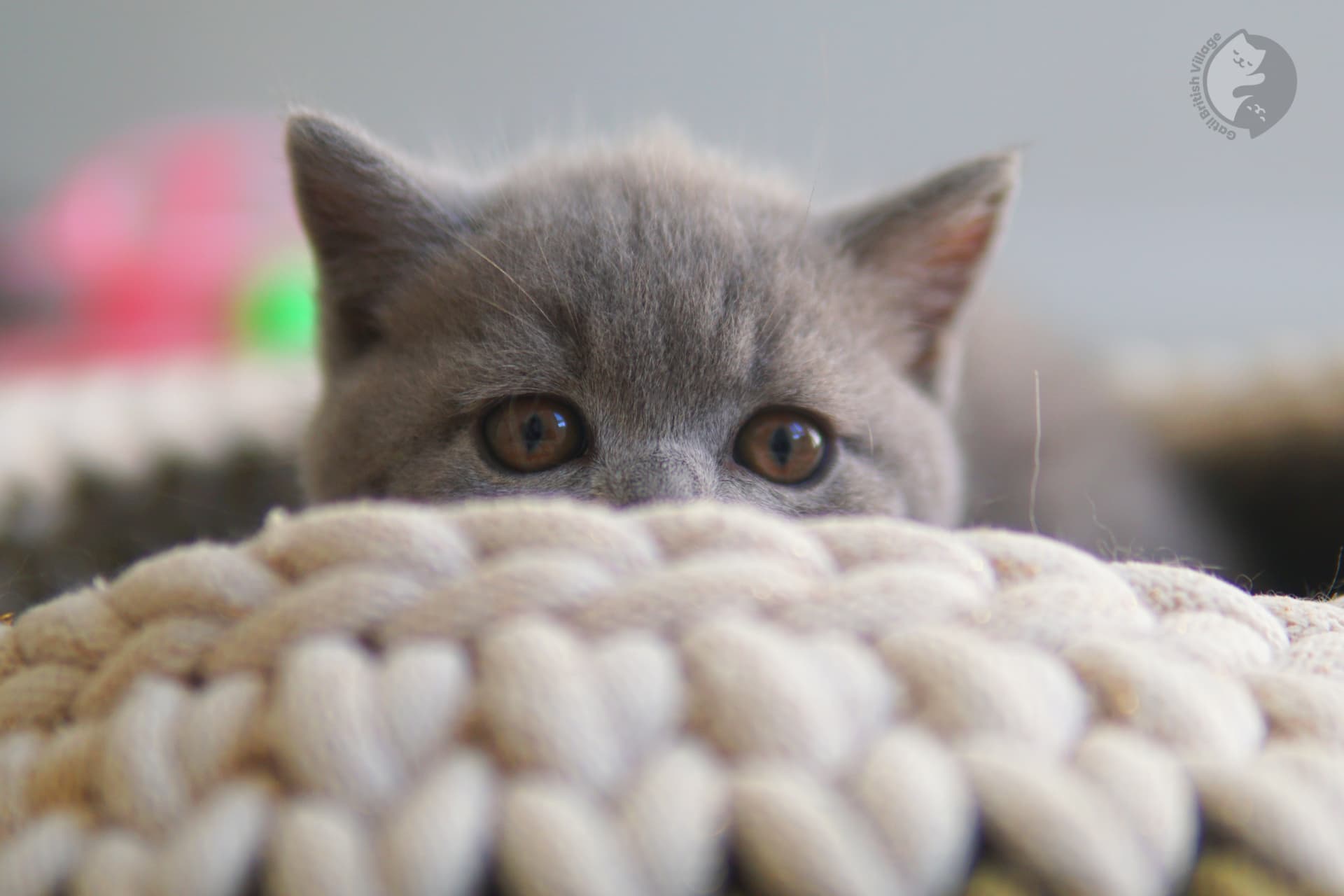 Gatinho British Shorthair de raça em close - foto 2