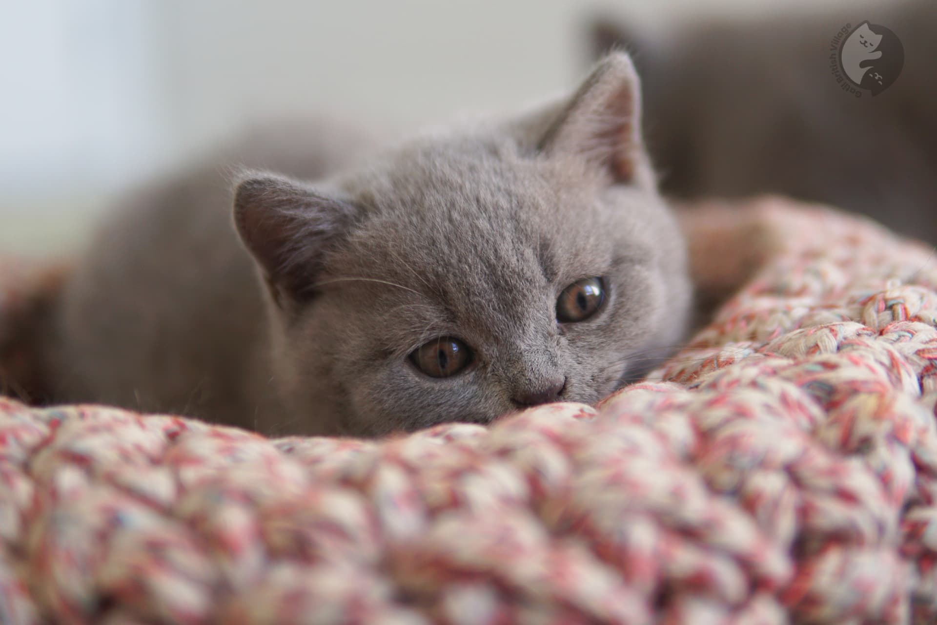 Filhote de gato da raça British Shorthair dormindo - foto 4