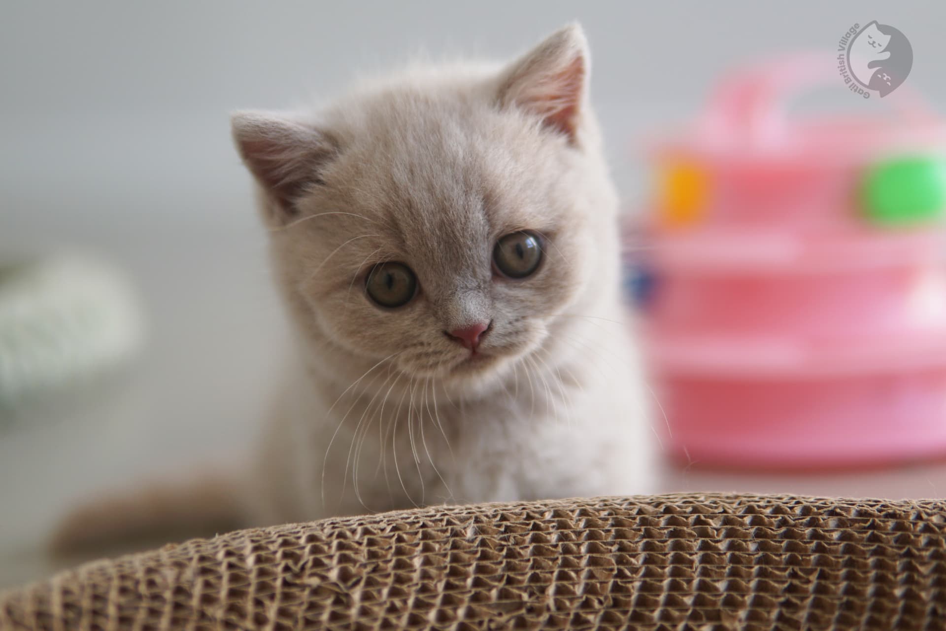 Filhote British Shorthair de olhos brilhantes - foto 6