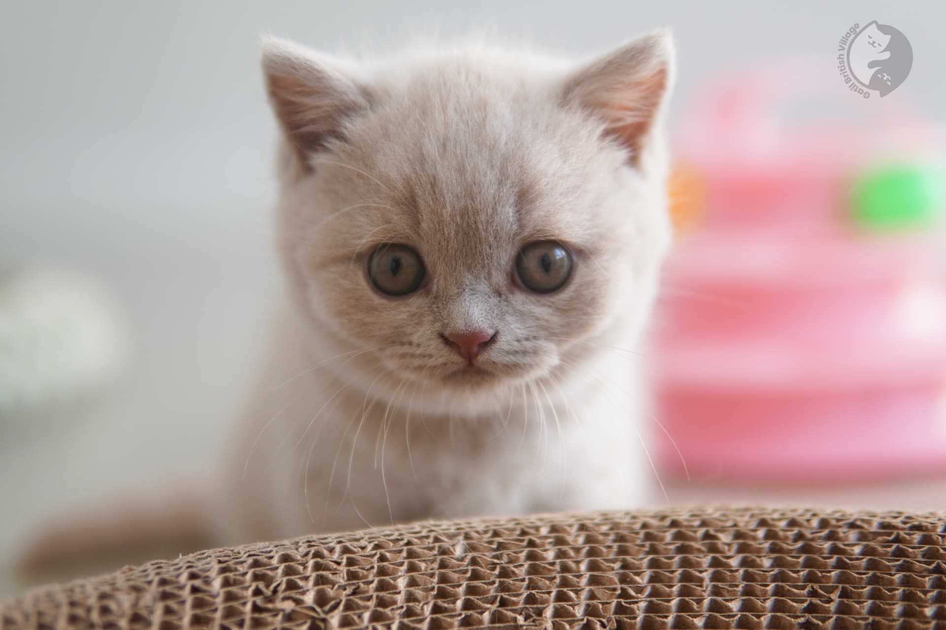 Gatinho pronto para foto profissional - foto 9