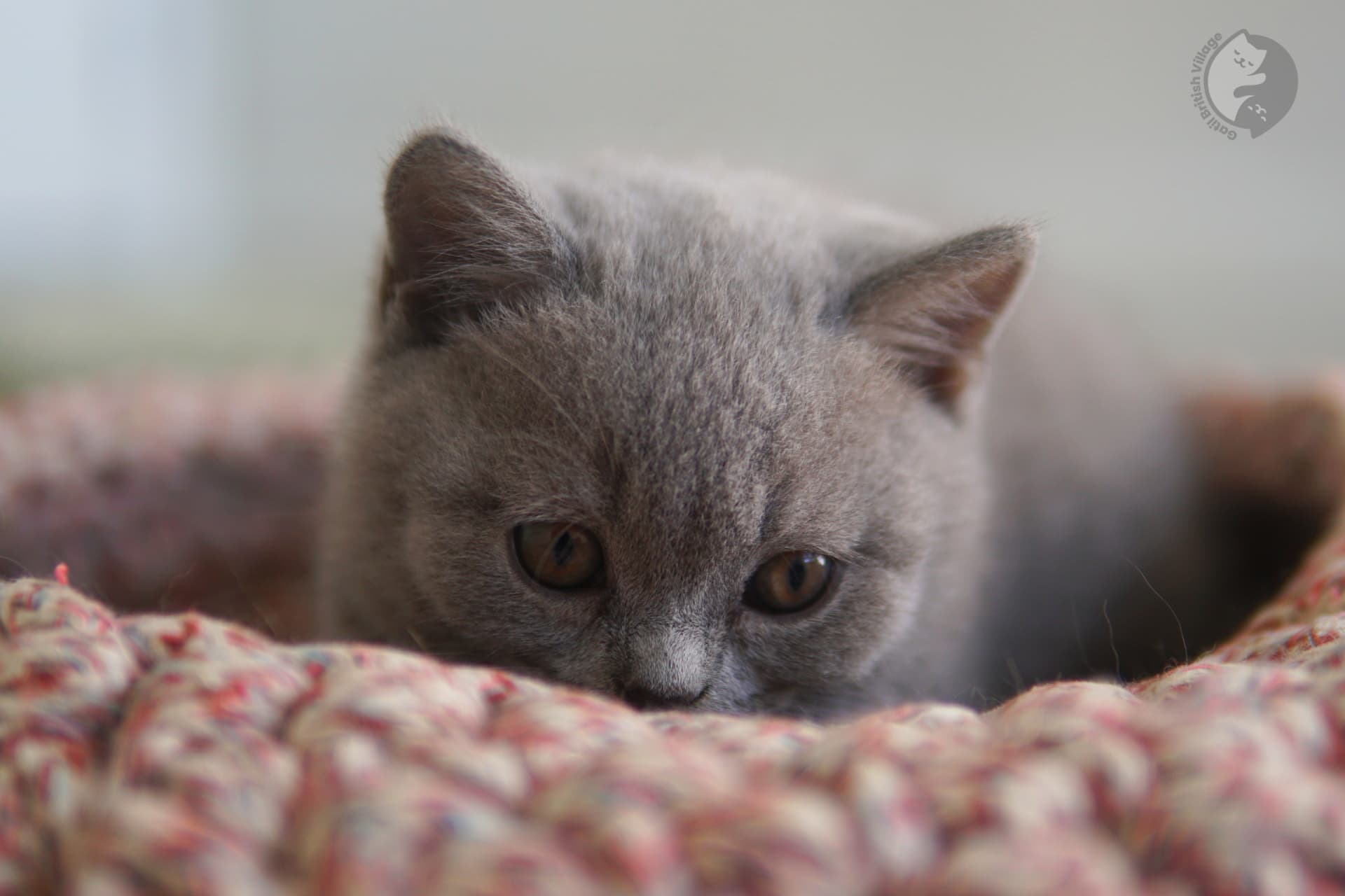 Pelagem azul característica do British Shorthair - foto 10