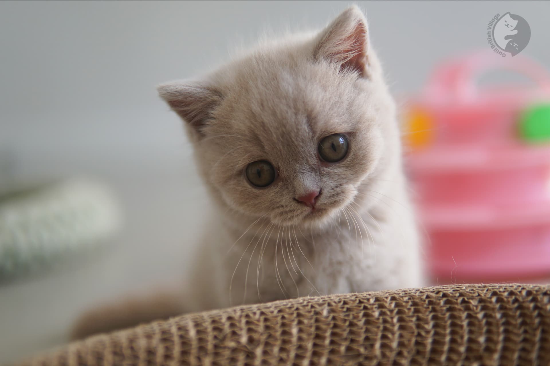 Filhote imponente de British Shorthair - foto 14