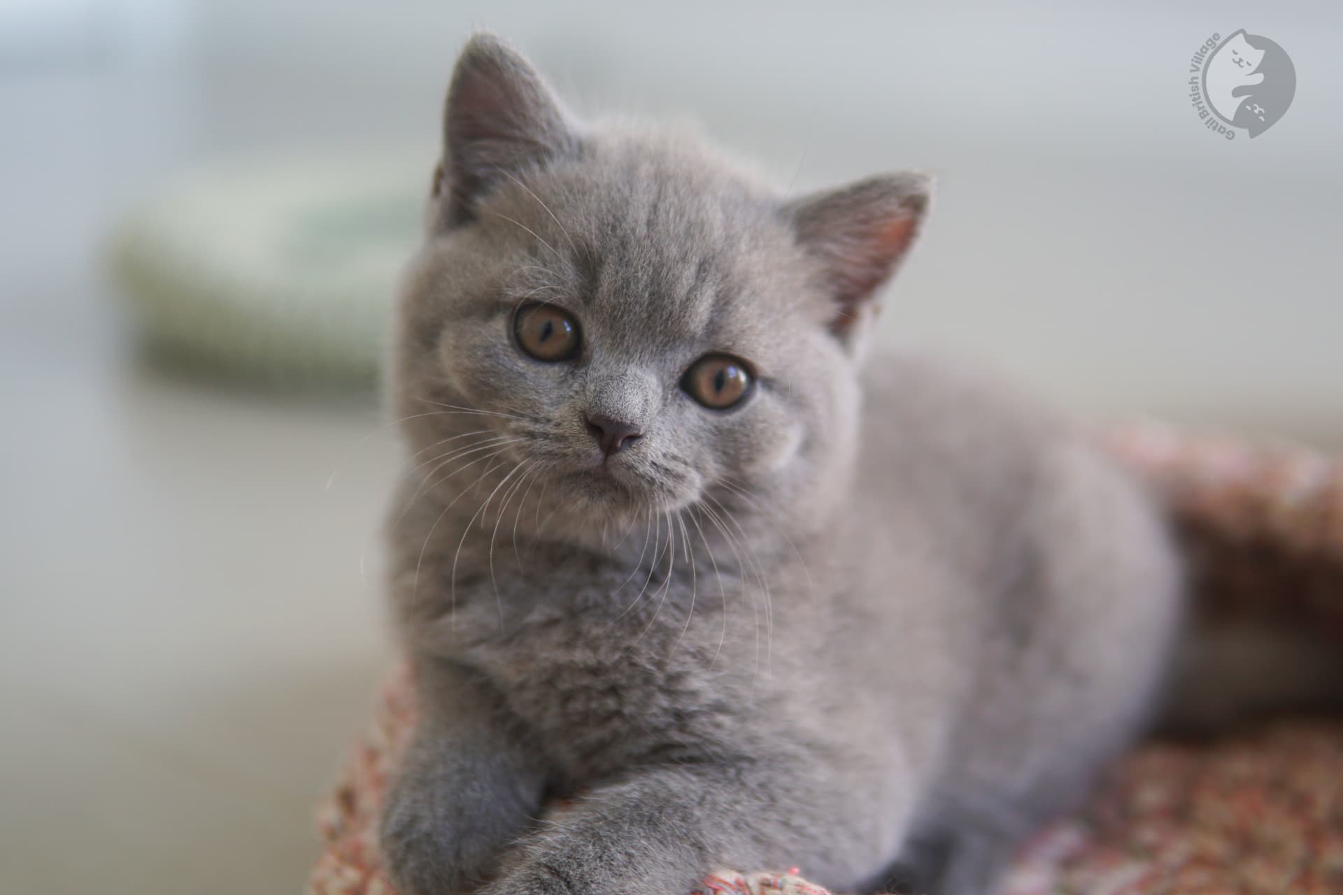 Gatinha fêmea elegante da raça British Shorthair - foto 15