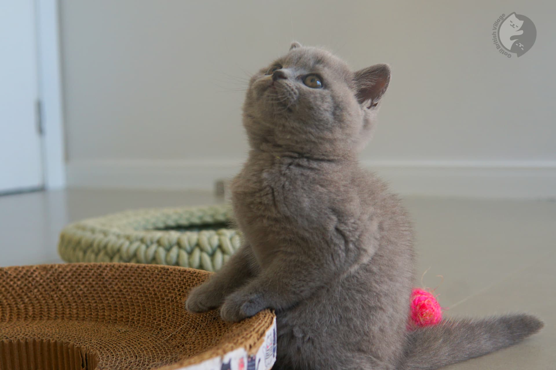 Close em gatinho British Shorthair - foto 19
