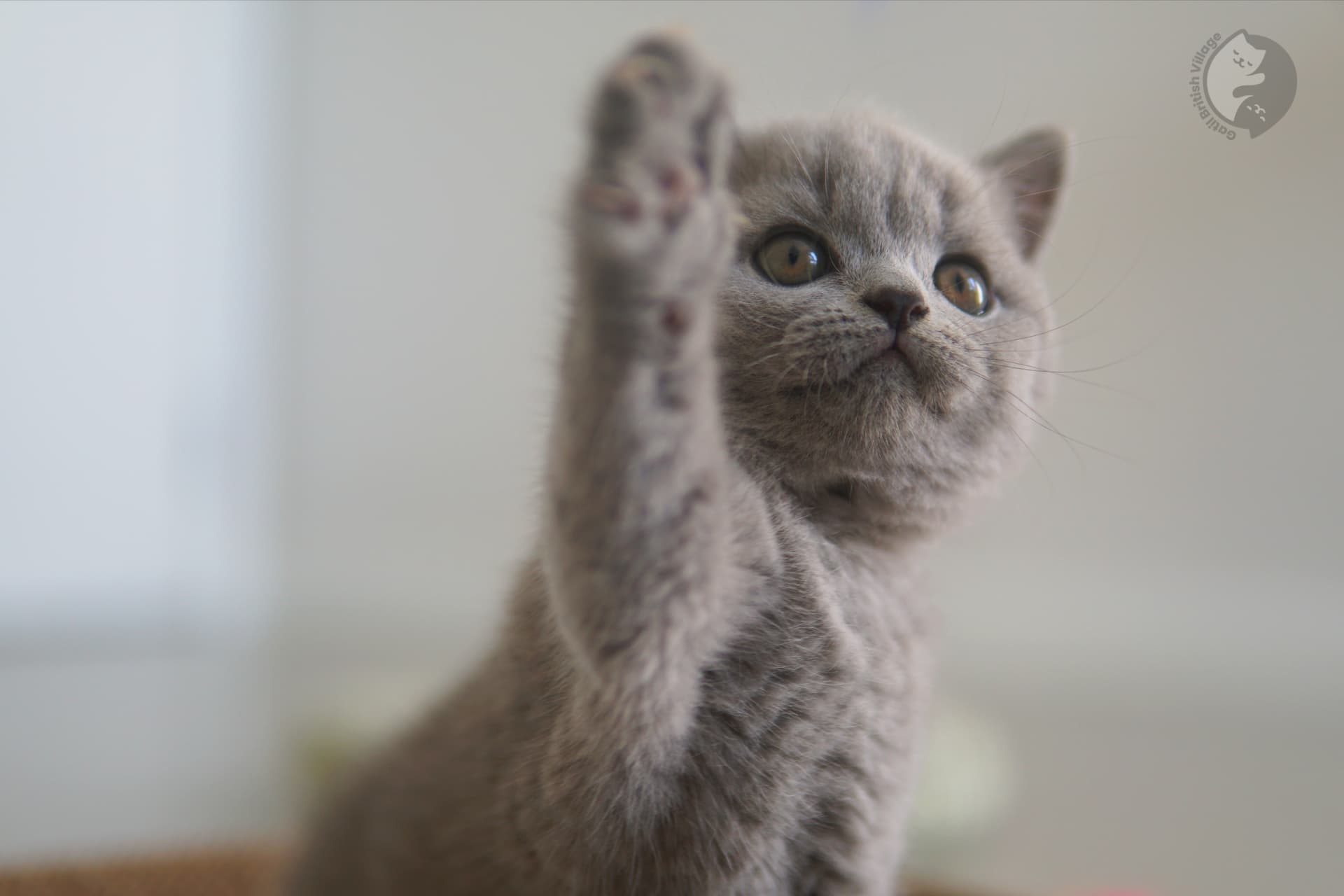 Filhote da raça British Shorthair atento - foto 20