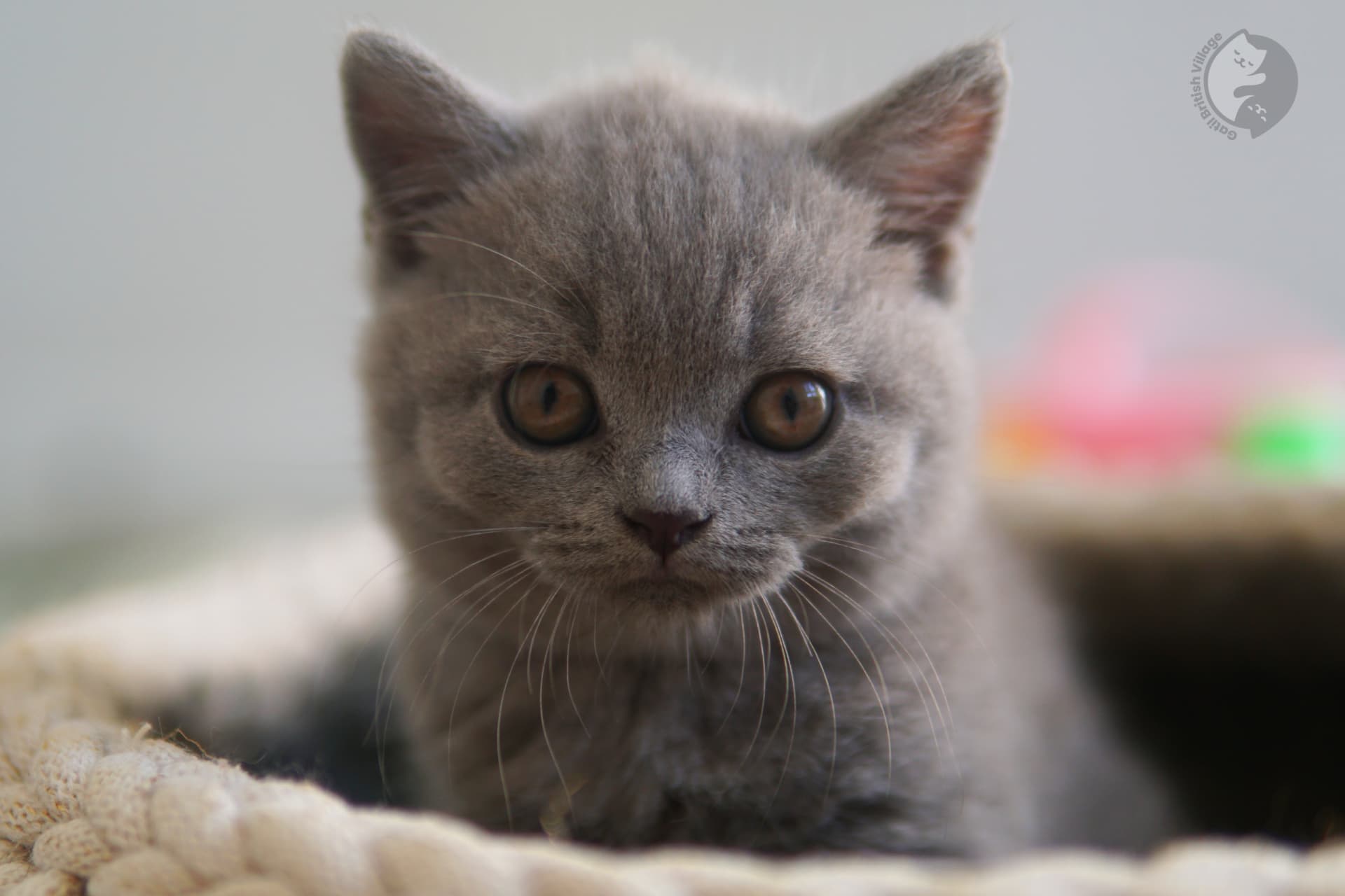 Gatinho fofo da raça British Shorthair - foto 24