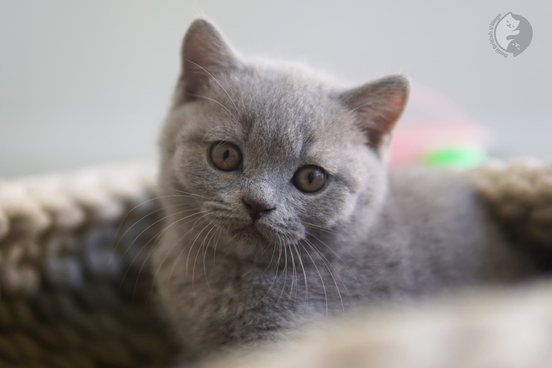 Olhar cativante de filhote British Shorthair - foto 28