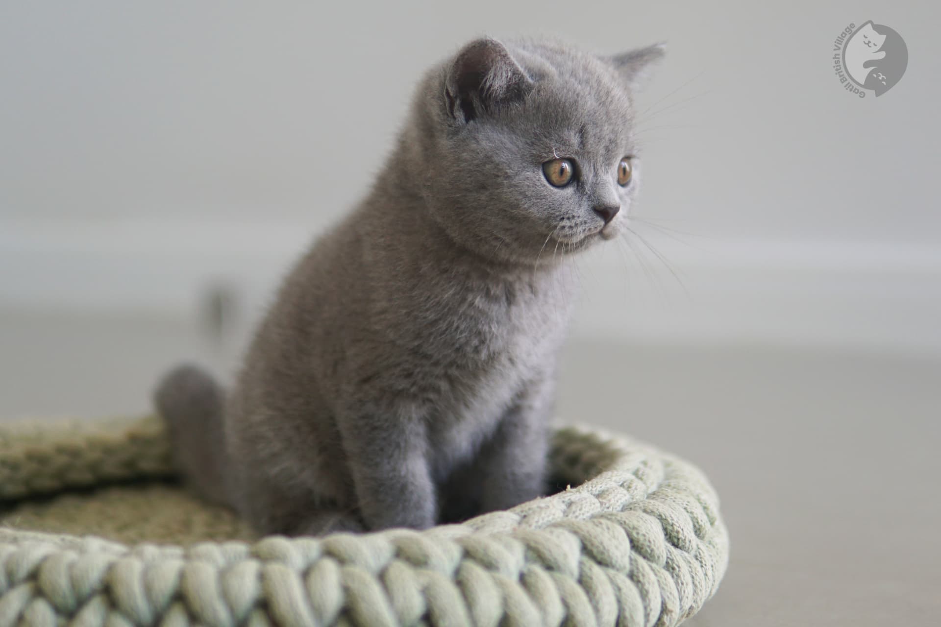 Gatinho com aparência de pelúcia - foto 32