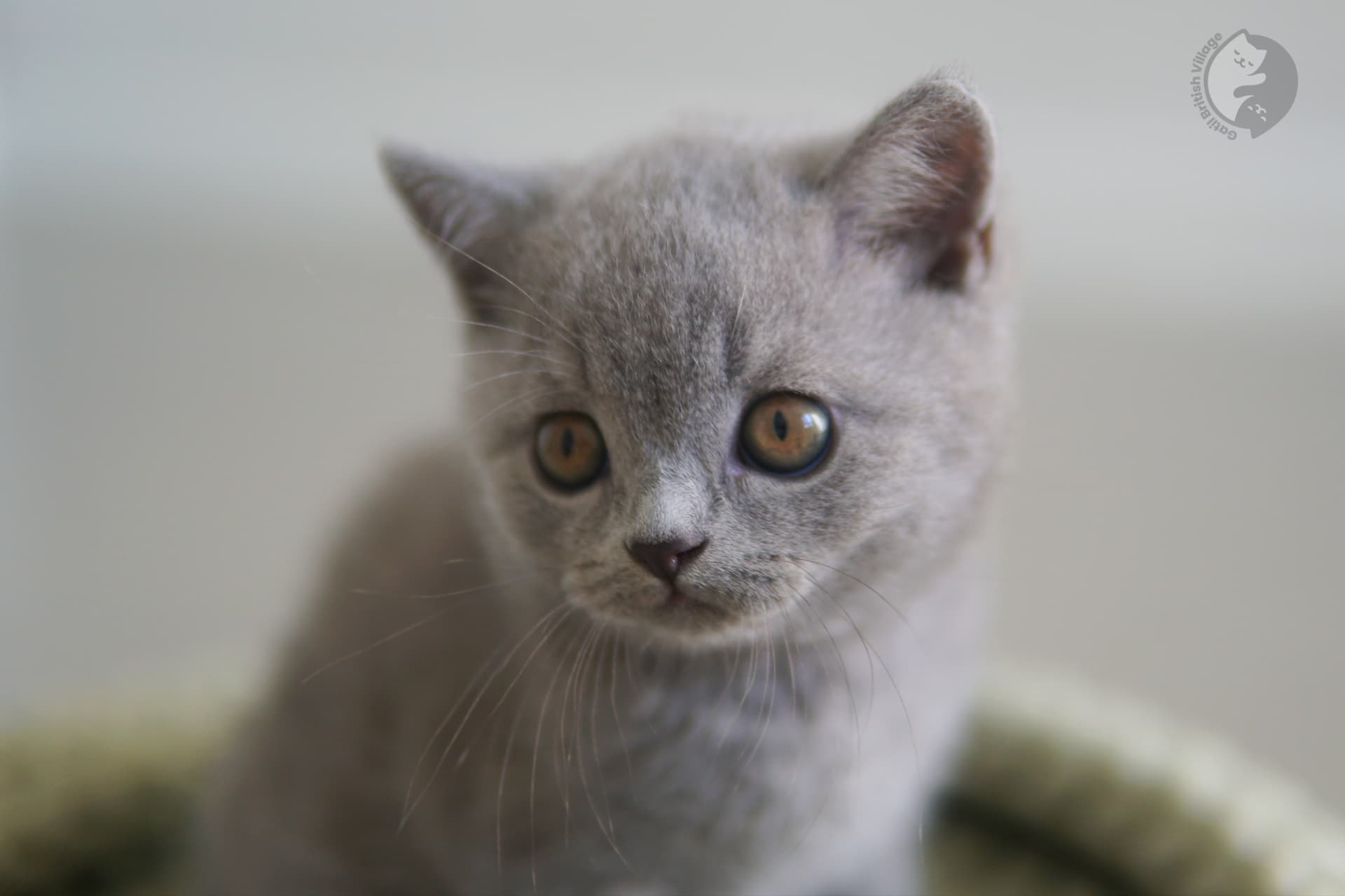 Filhote atento da raça British Shorthair - foto 33