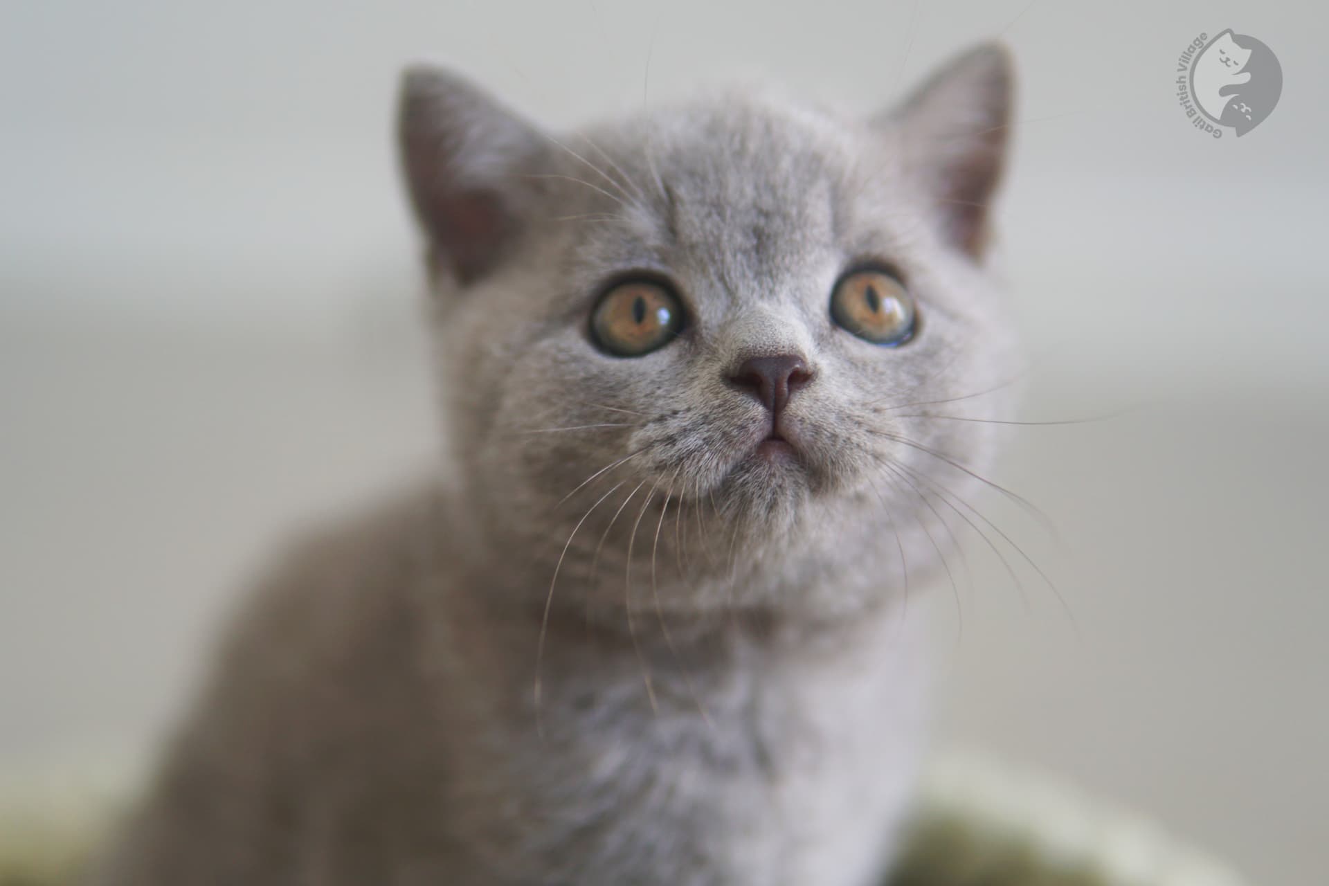 Gatinho em ambiente calmo - foto 36
