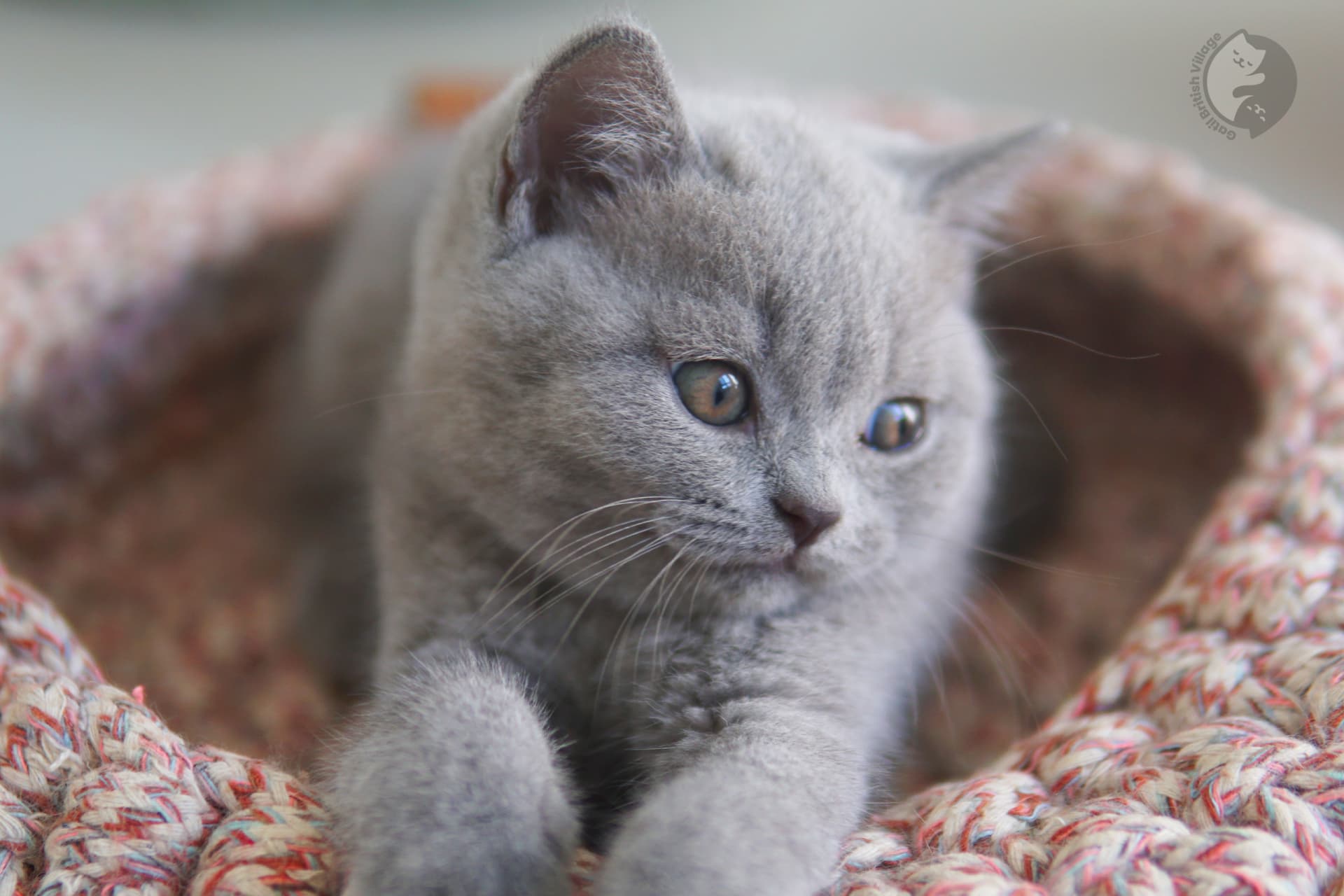 Gato British Shorthair se espreguiçando - foto 37
