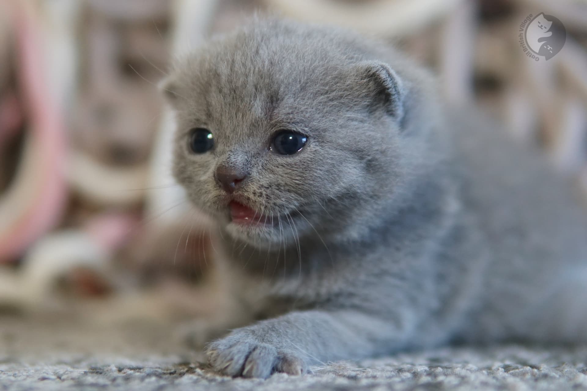 Filhote curioso de British Shorthair em ação - foto 44
