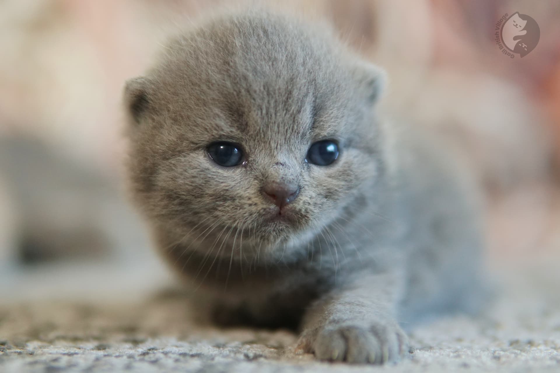 Gatinho com orelhas erguidas e alerta - foto 47