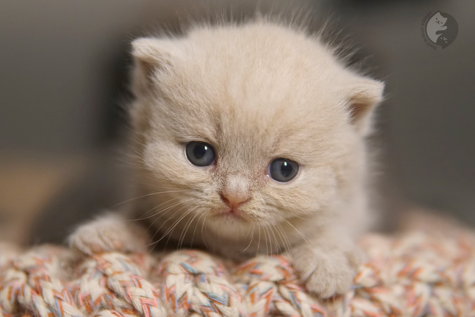 Gatinho olhando ao redor com curiosidade - foto 53