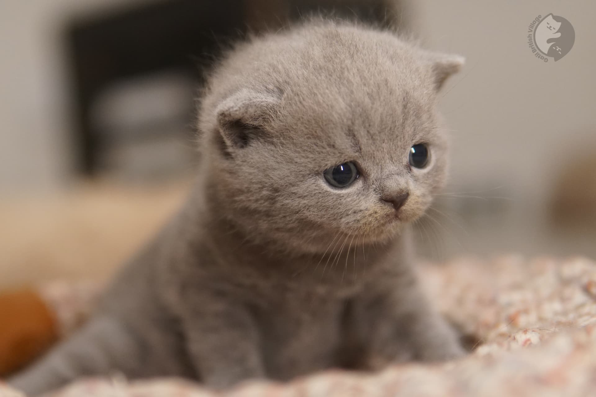 Gatinho deitado com olhar de tranquilidade - foto 62