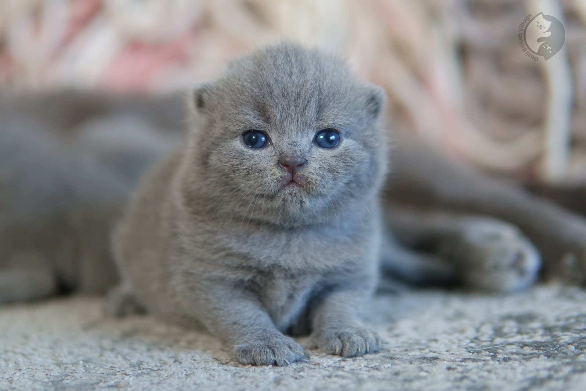 Gatinho observando com postura de nobreza - foto 66