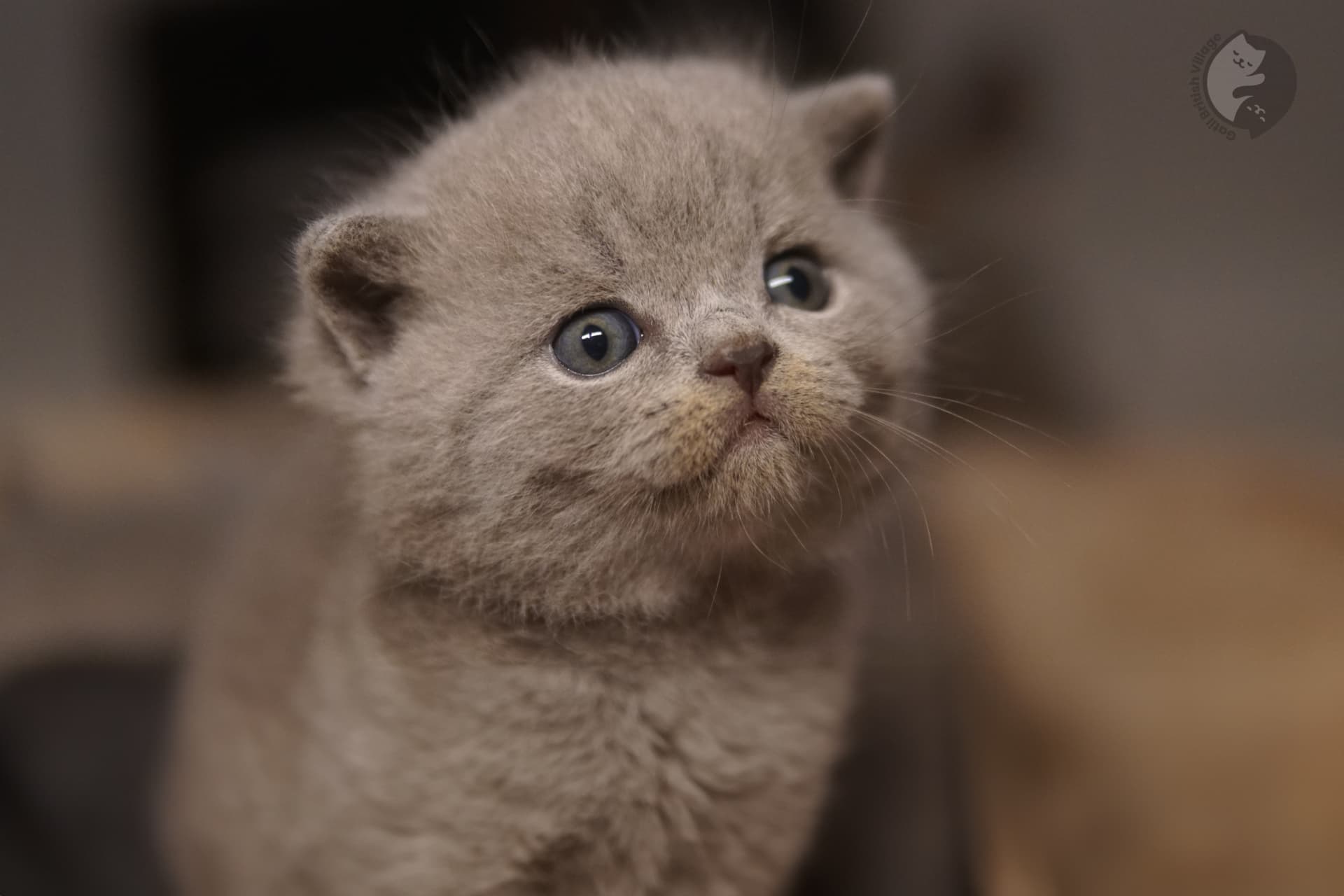 Gatinho em pose perfeita para fotografia - foto 71
