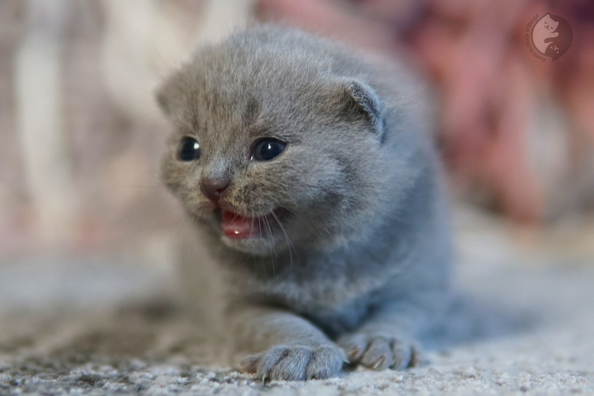 Gatinho envolvido em manta azul delicada - foto 77
