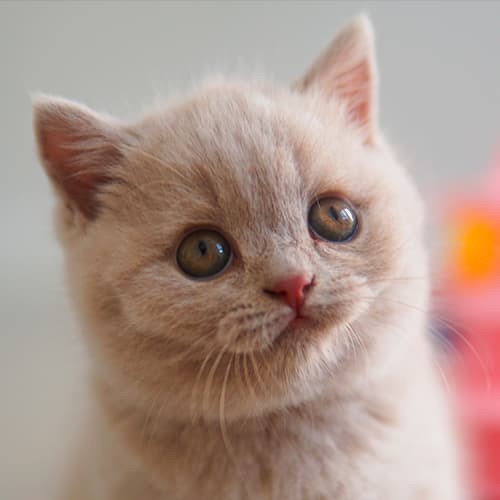Ella