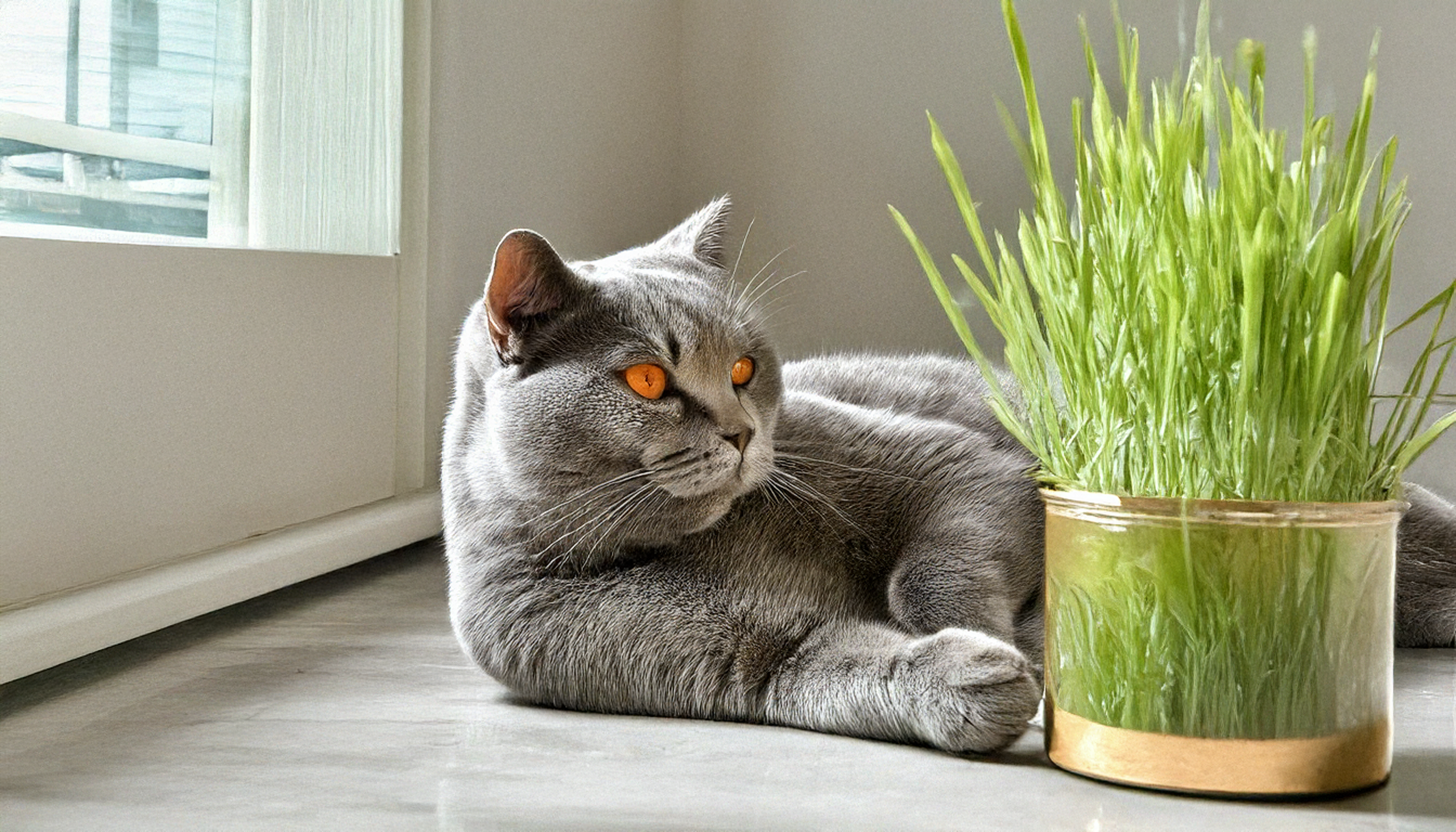 Gato British Shorthair azul relaxando ao lado de um vaso de graminha