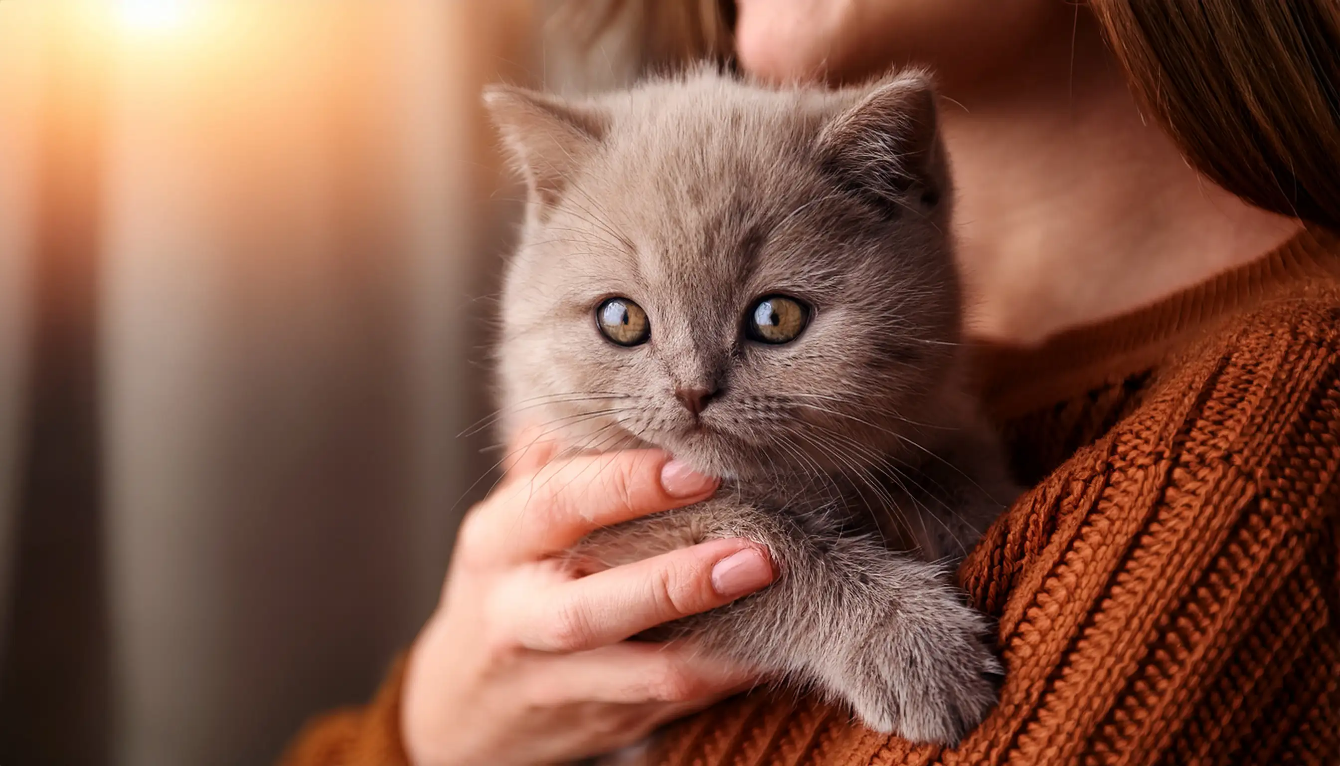 British Shorthair interagindo de forma afetuosa