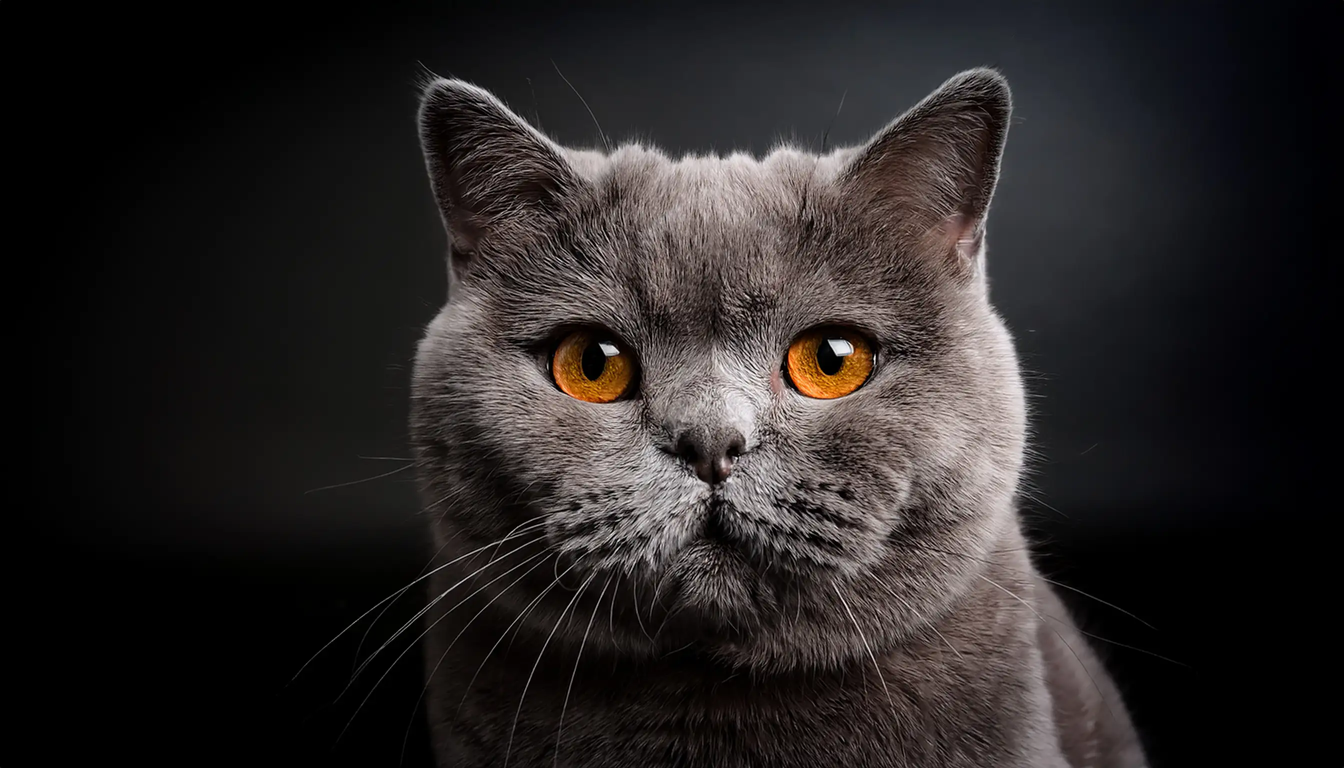 British Shorthair azul conforme padrão