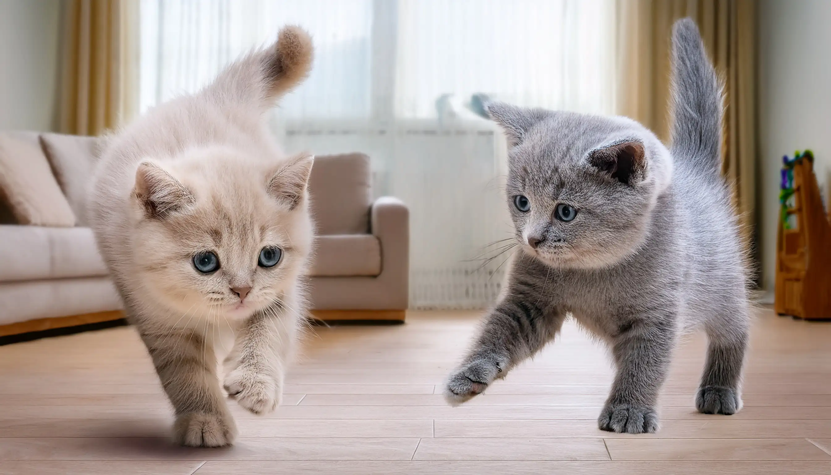 Dois filhotes de British Shorthair brincando juntos