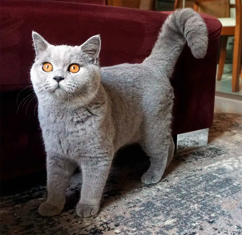 British Shorthair Cat Papillon resting
