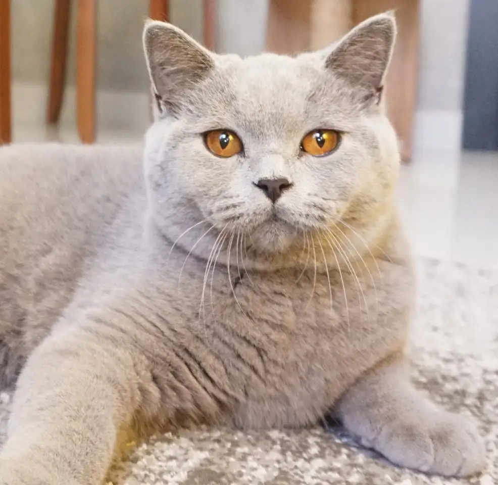 British Shorthair Cat grooming