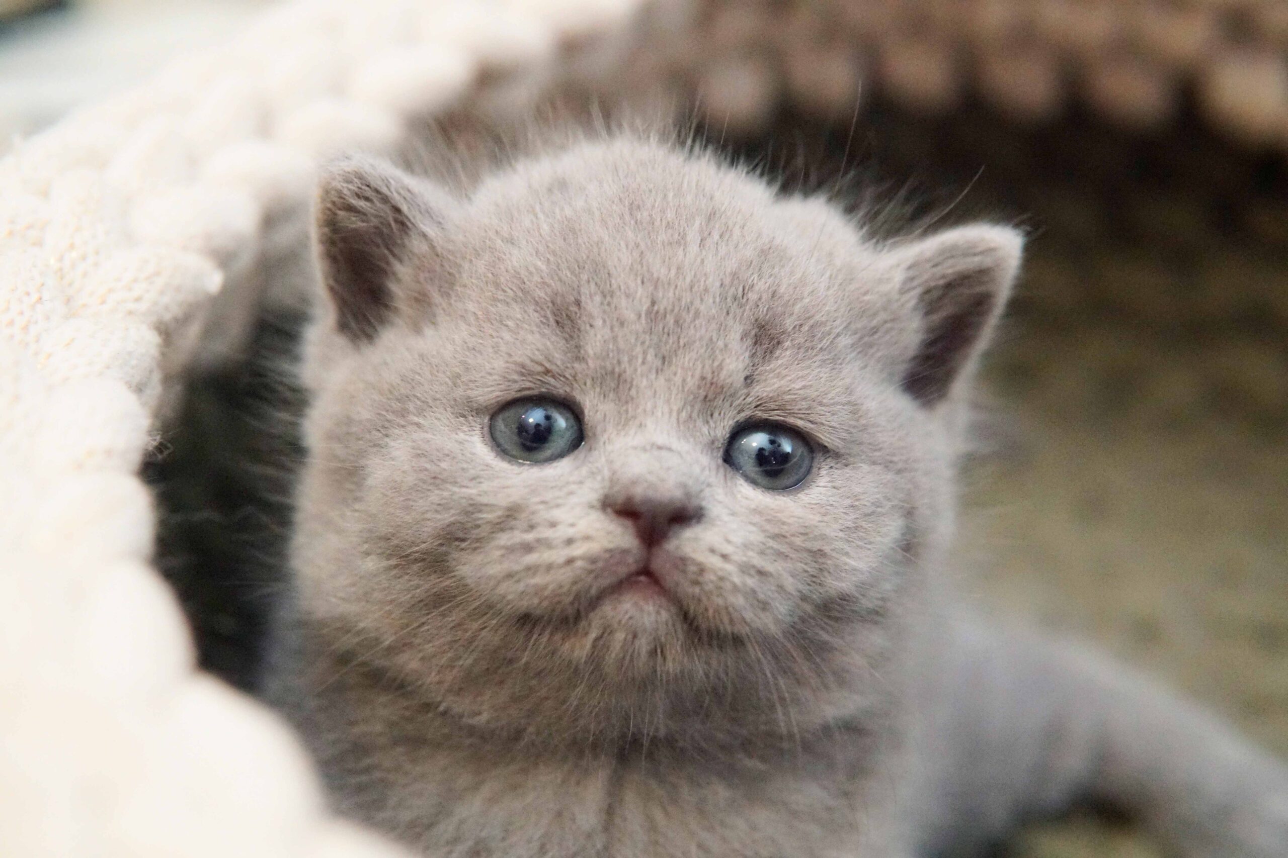 Gato Azul de British Shorthair na cor Blue, unhas de fora. Pertinho de um gatinho British Shorthair na cor lilac. Gatos Olhos Abertos com 15 dias. gatos com 2 Semanas