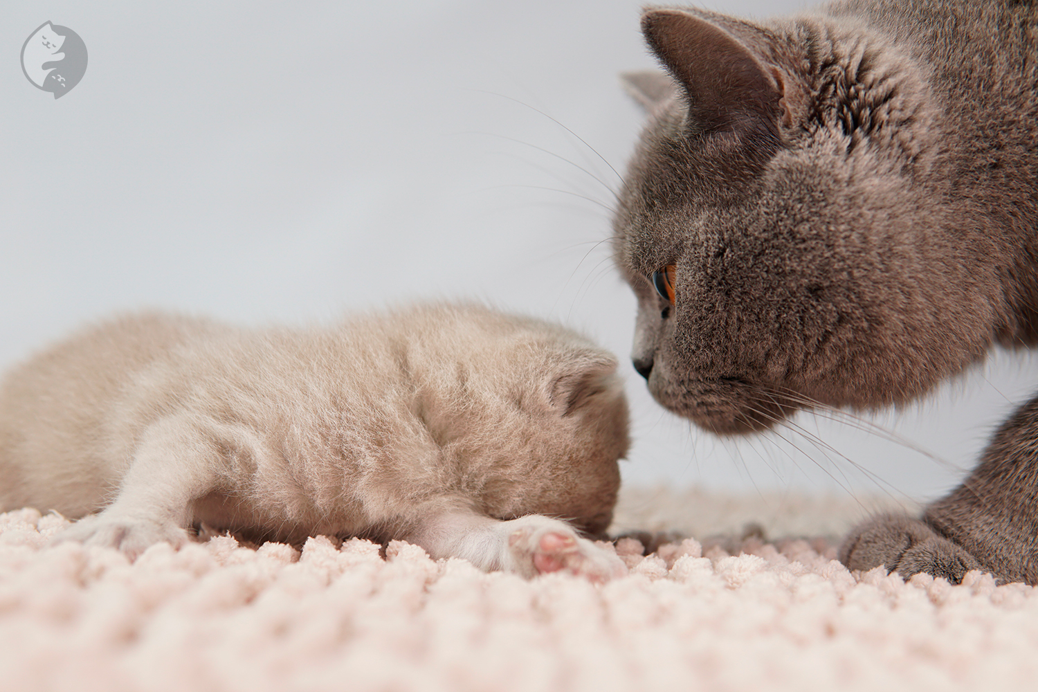 Filhote British Shorthair