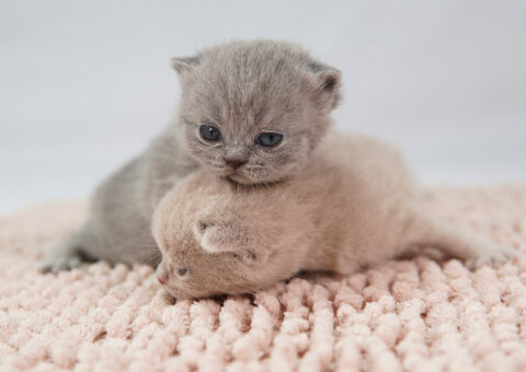 Filhote British Shorthair