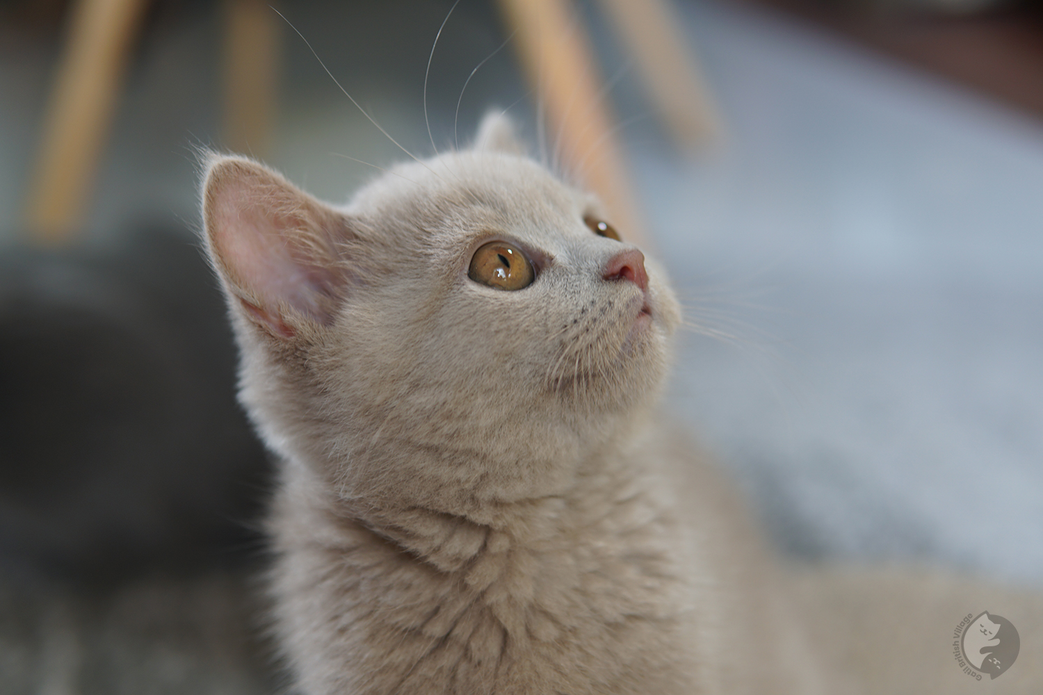 Abel - Filhote British Shorthair