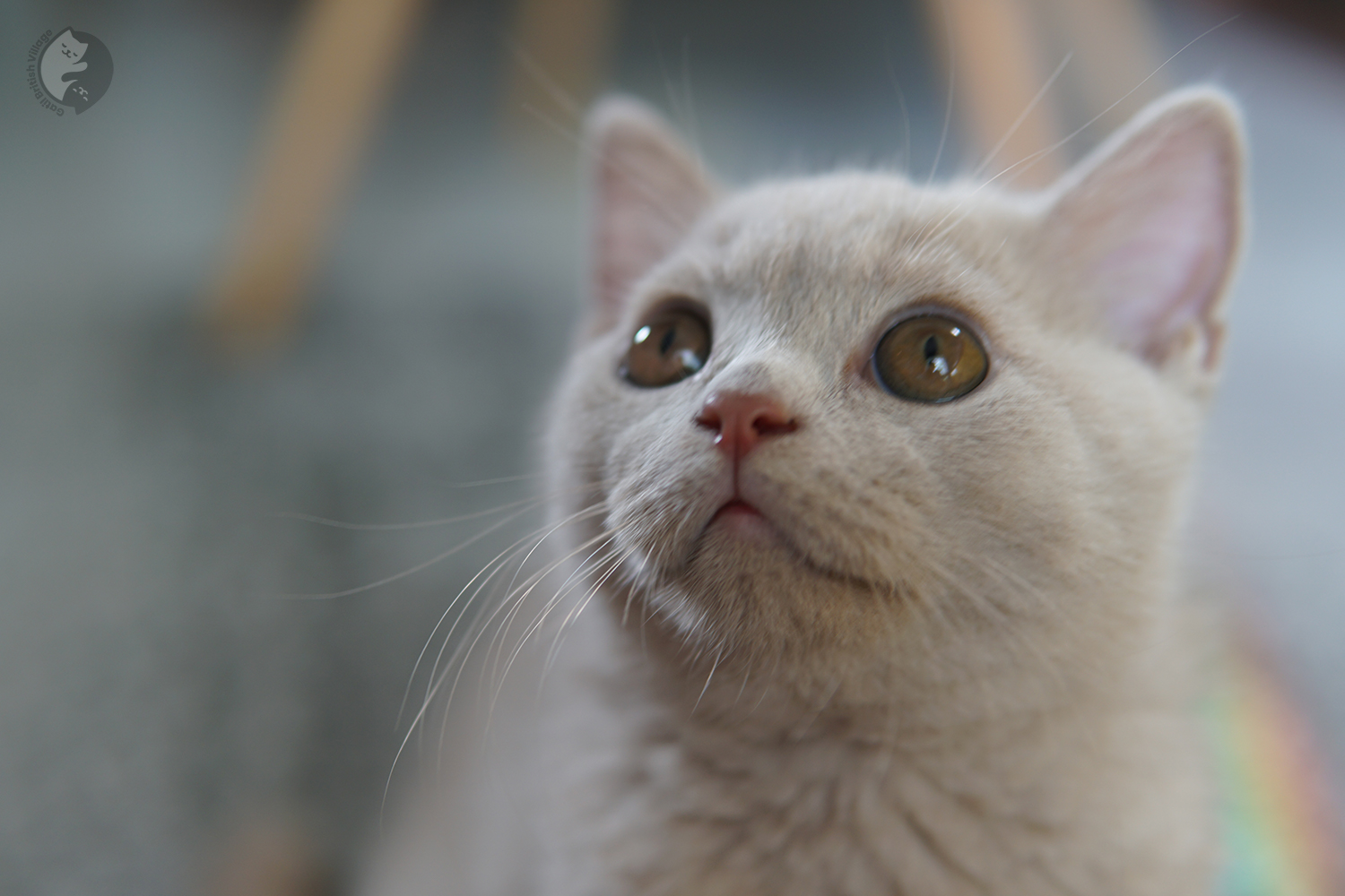 Casimiro - Filhote British Shorthair