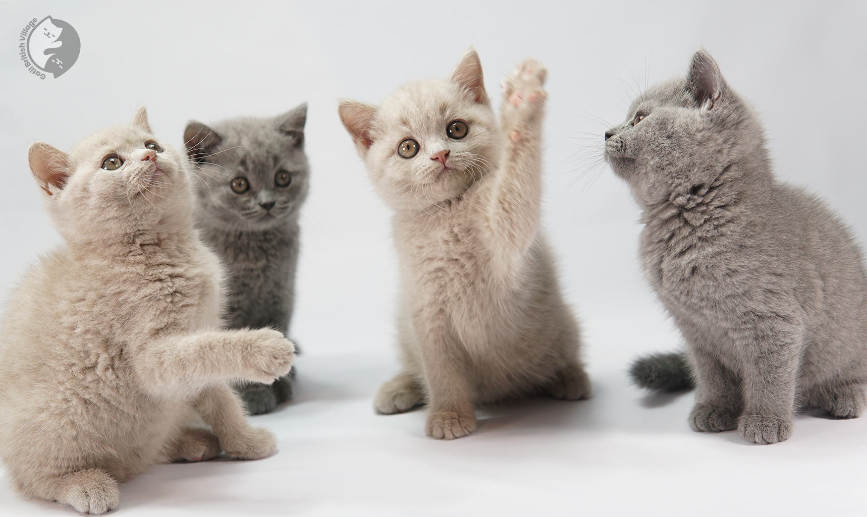 Gatos Azuis e lilac de British Shorthair na cor Blue, unhas de fora. Pertinho de um gatinho British Shorthair na cor lilac. Gatos Olhos Abertos com 15 dias. gatos com 2 meses