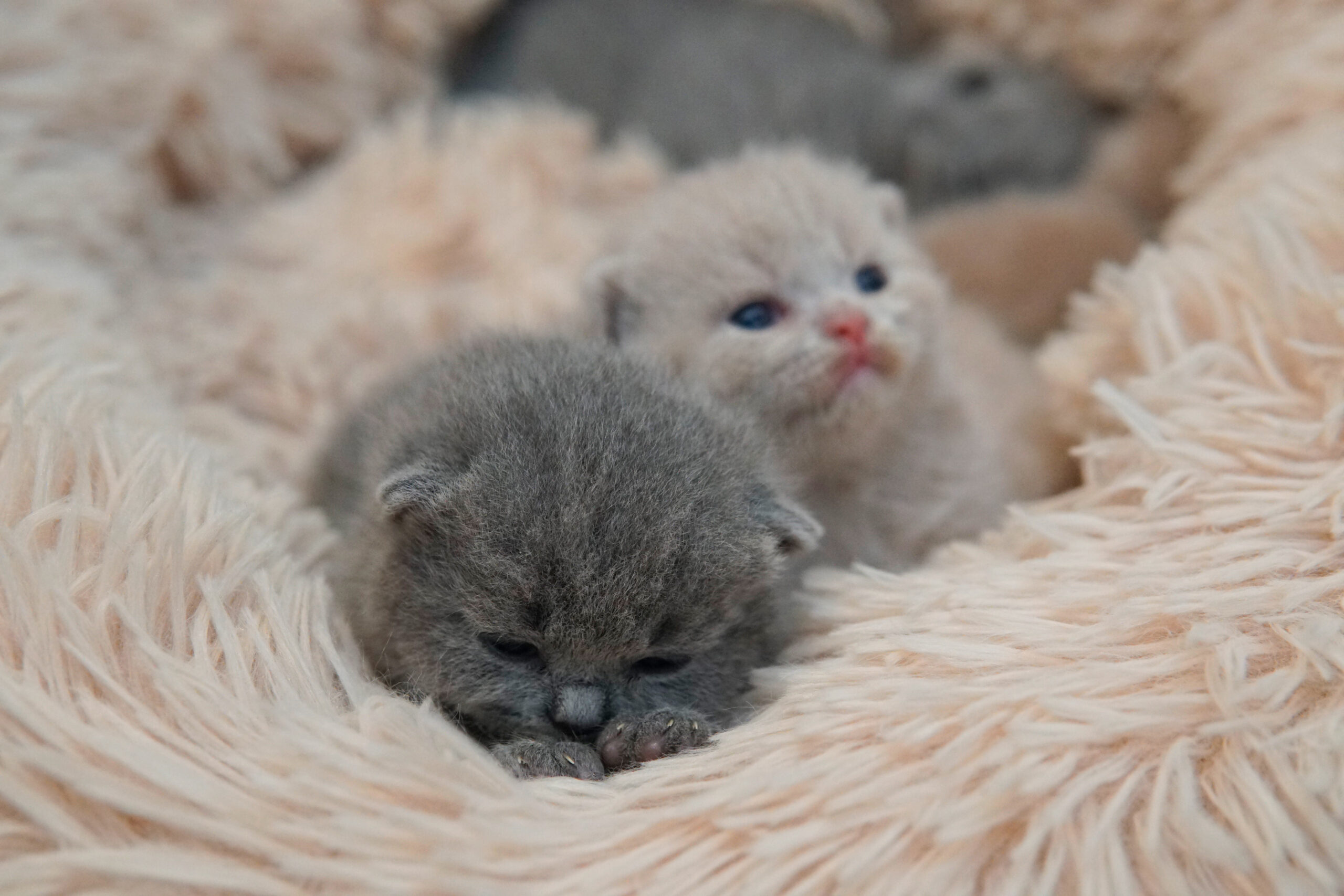 Gato Azul de British Shorthair na cor Blue, unhas de fora. Pertinho de um gatinho British Shorthair na cor lilac. Gatos Olhos Abertos com 15 dias. gatos com 2 Semanas