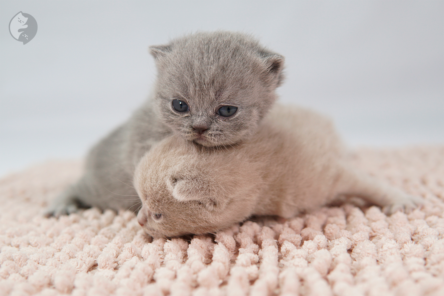 Filhote British Shorthair