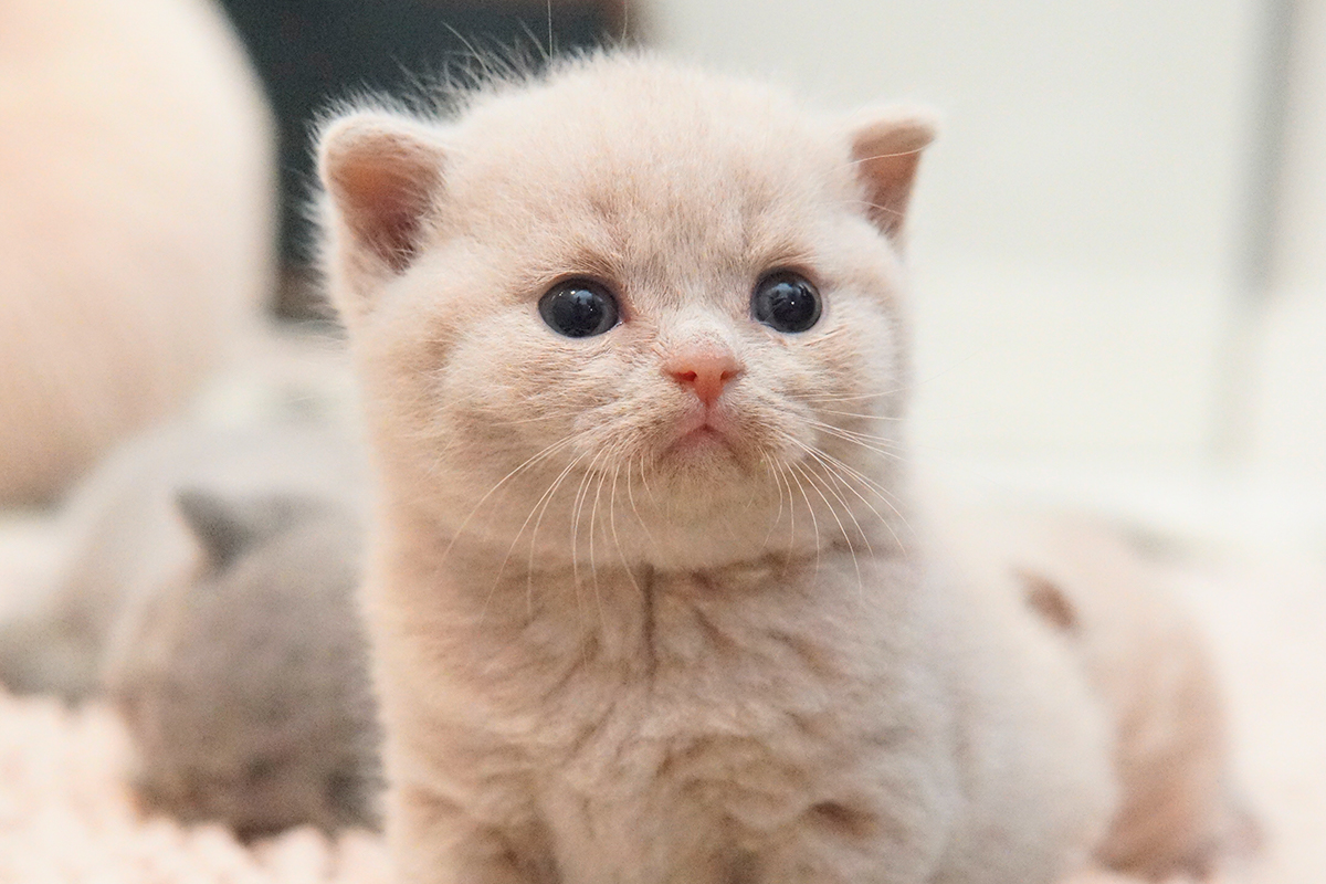 Gato Lilac de British Shorthair na cor Blue, unhas de fora. Pertinho de um gatinho British Shorthair na cor lilac. Gatos Olhos Abertos com 15 dias. gatos com 2 Semanas